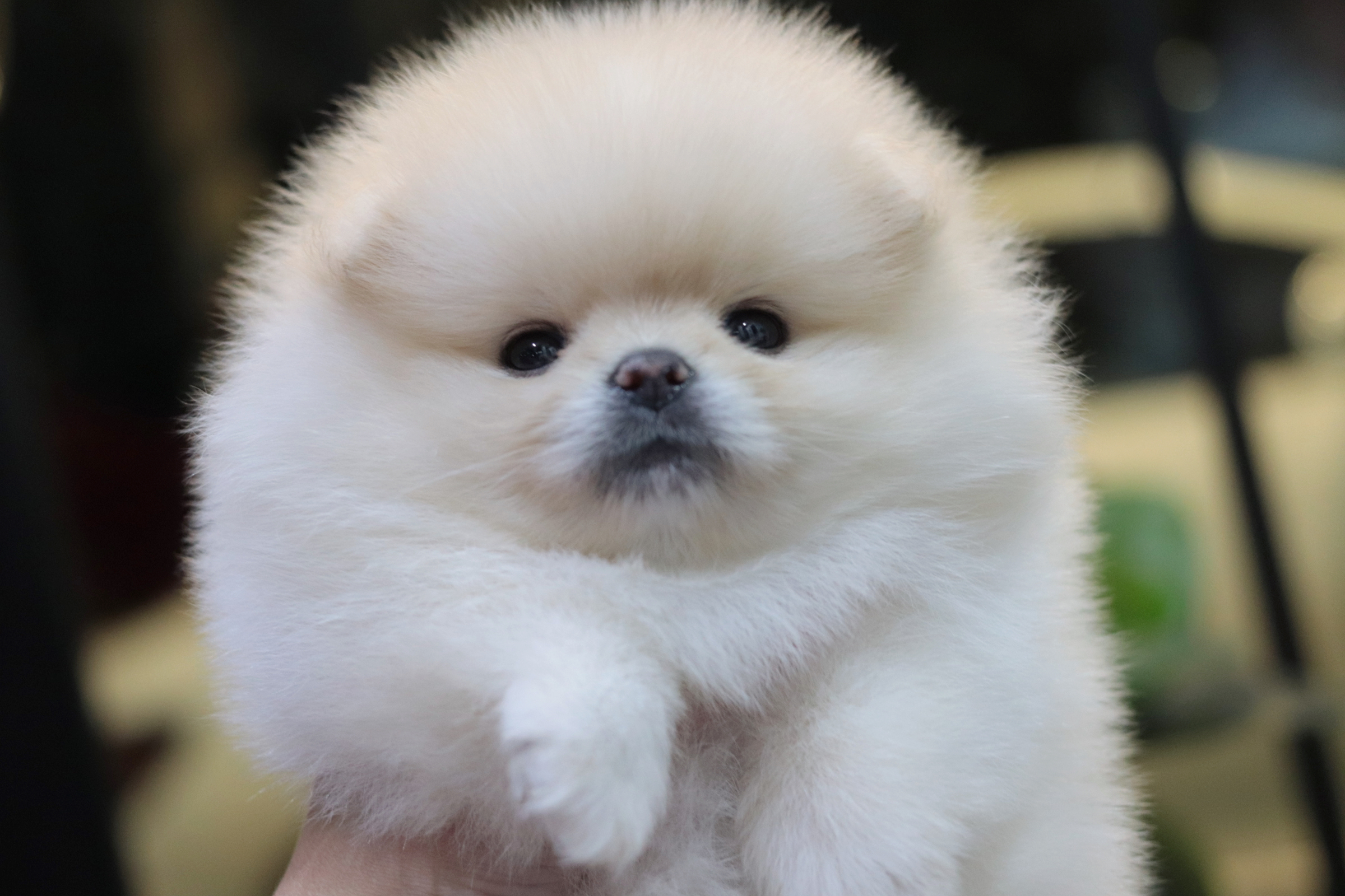 ปอมเมอเรเนียน เพศเมีย สีขาวครีม เกรดโชว์ ขนแน่นสาวเลือดดี