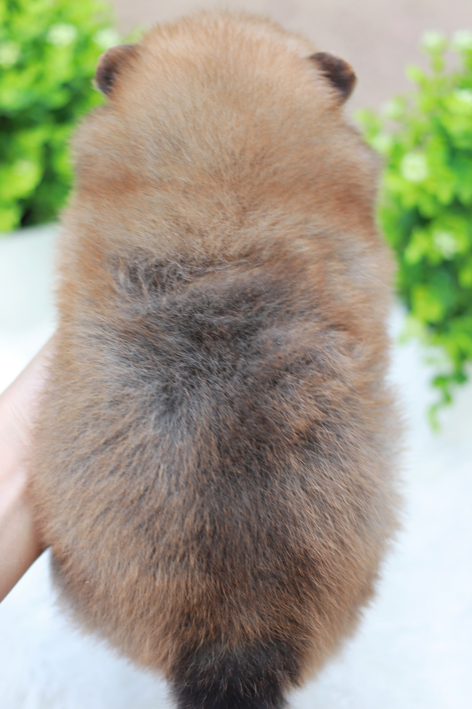 ปอมเมอเรเนียน เพศผู้