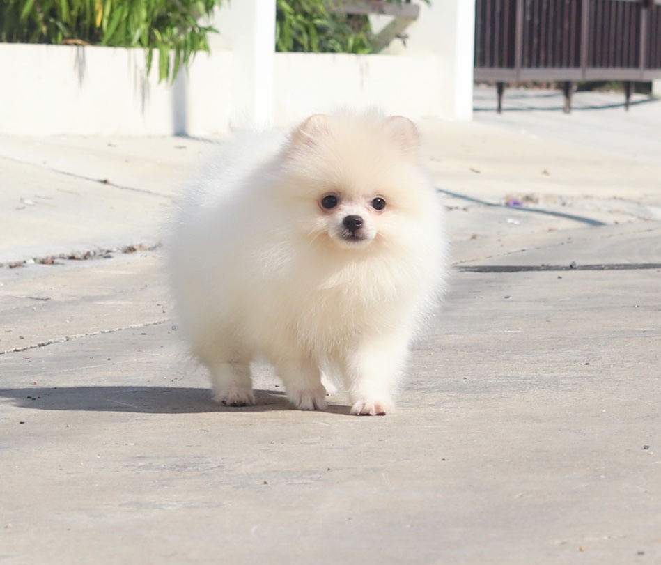 ปอมเมอเรเนียน เพศเมียสีขาวครีม