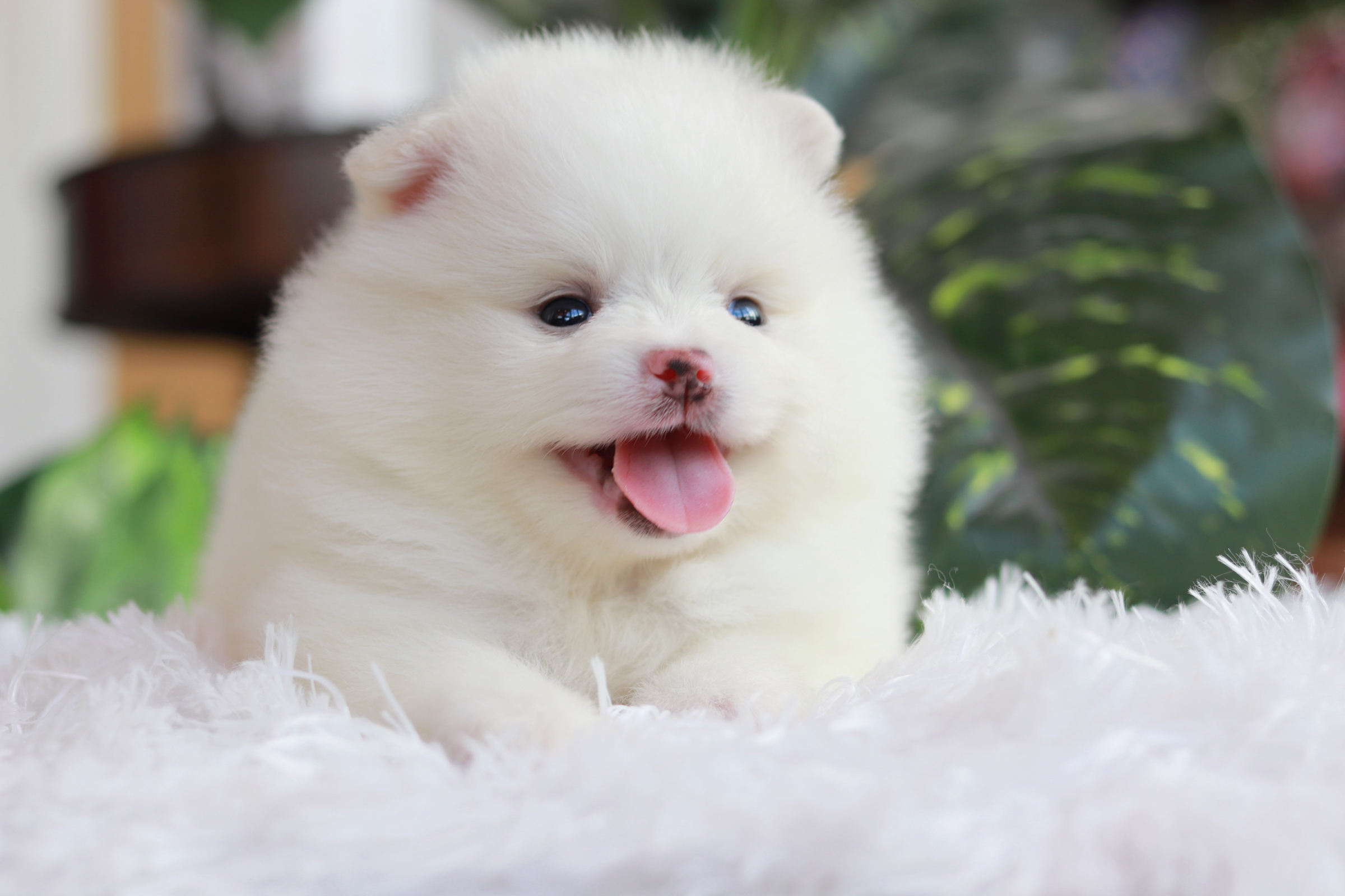 ปอมเมอเรเนียน เพศผู้ สีขาว