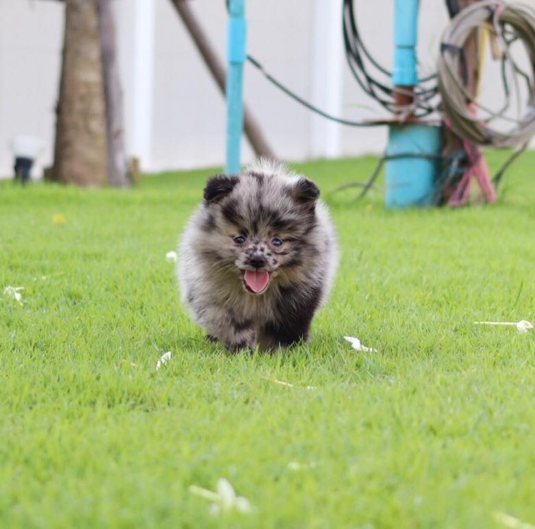 ปอมเมอเรเนียน เพศผู้ สีเมอเร่ (Chocolate Merle)