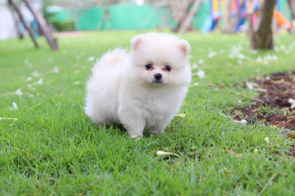 ปอมเมอเรเนียน เพศเมีย