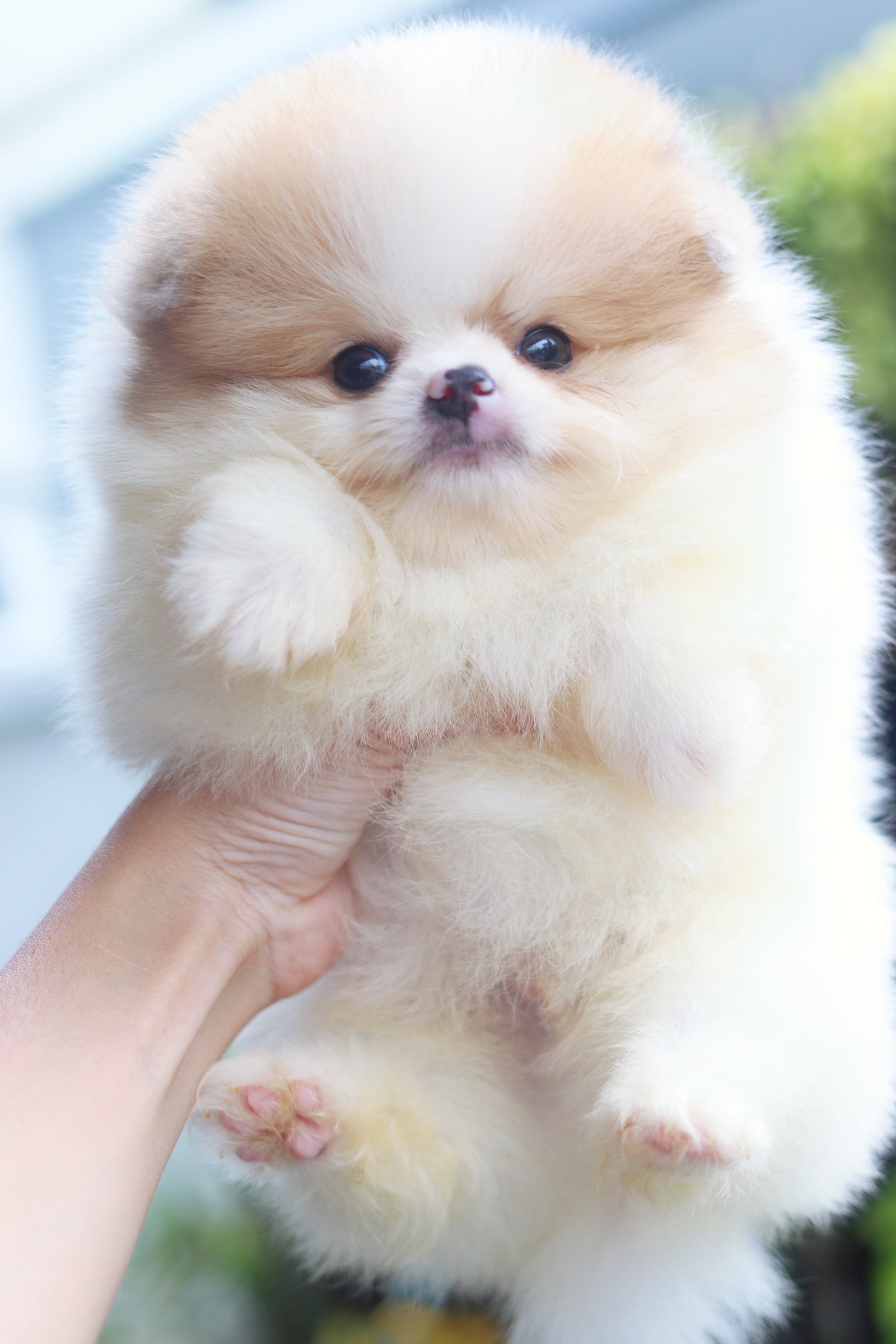 ปอมเมอเรเนียน เพศผู้สีแฟนซีเกรดโชว์