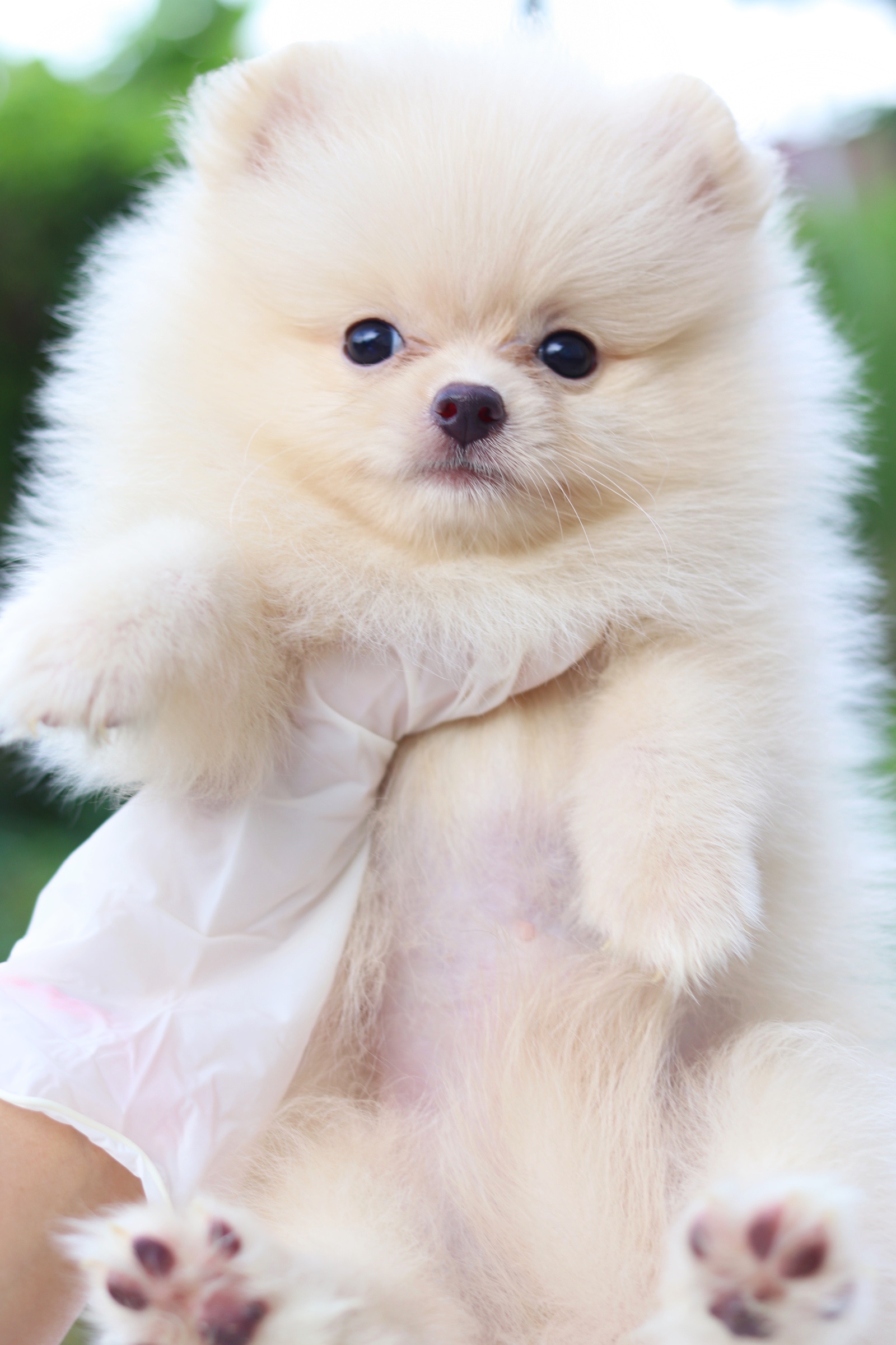 ปอมเมอเรเนียน เพศผู้ สีครีม