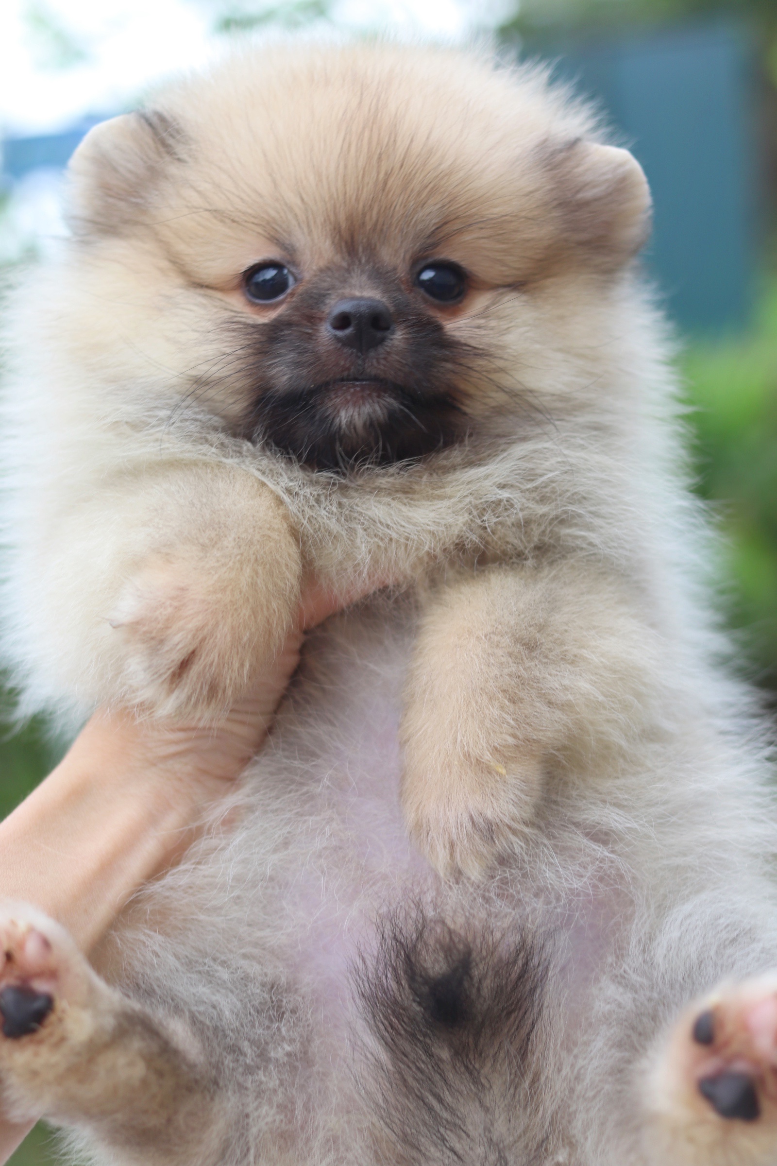 ปอมเมอเรเนียน เพศเมียสีส้ม