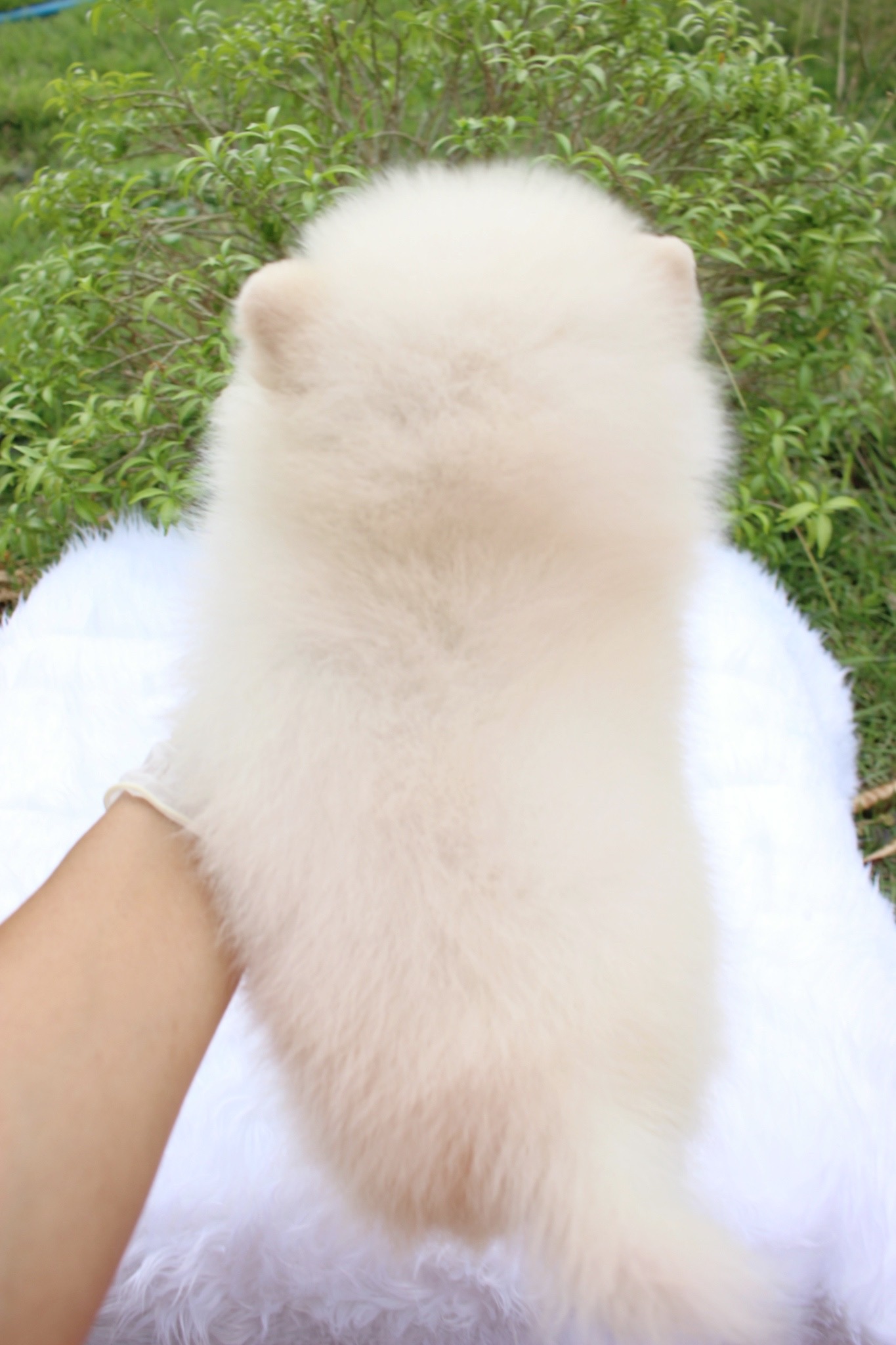 ปอมเมอเรเนียน เพศเมีย ขาวครีม