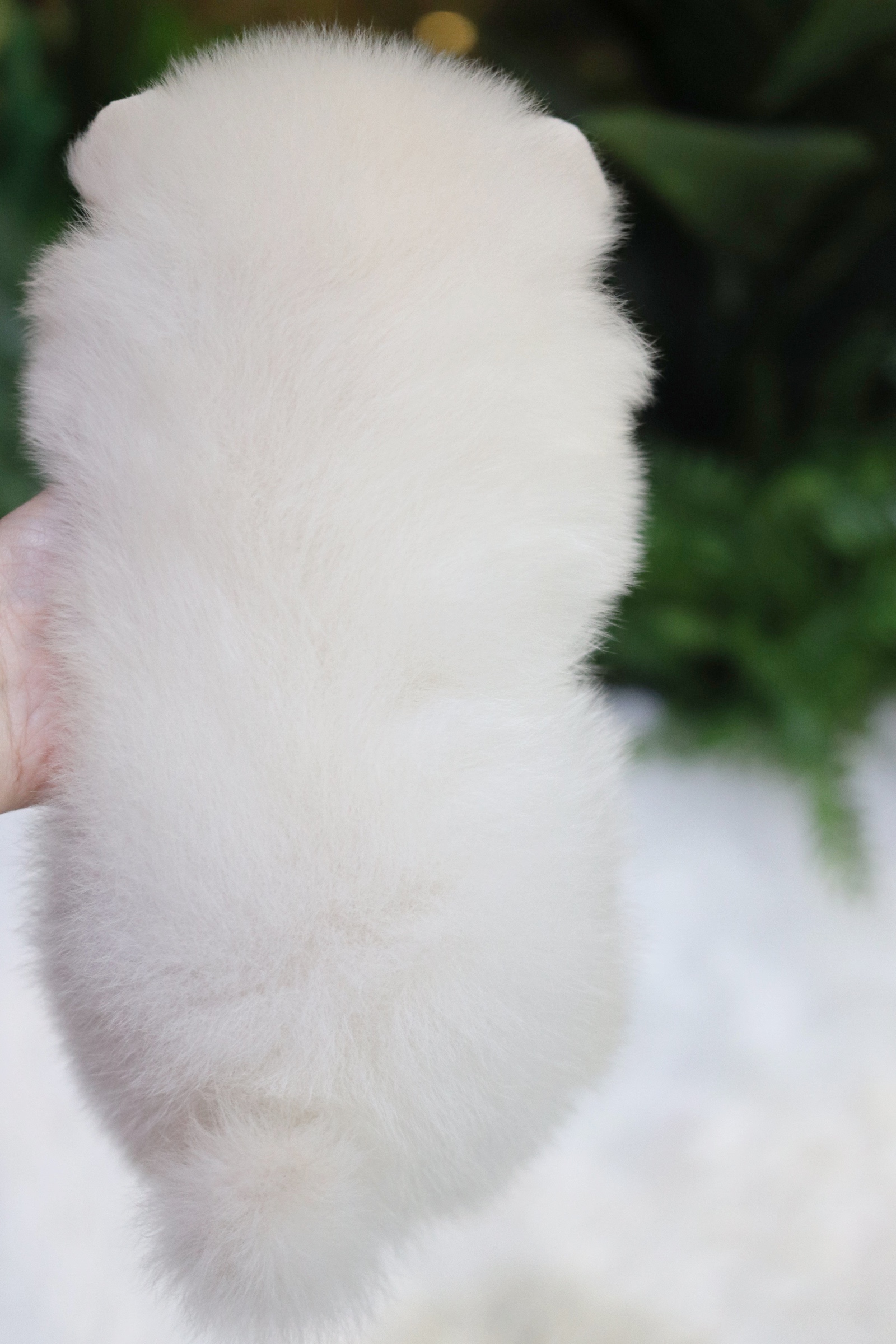 ปอมเมอเรเนียน เพศเมียขาวครีม