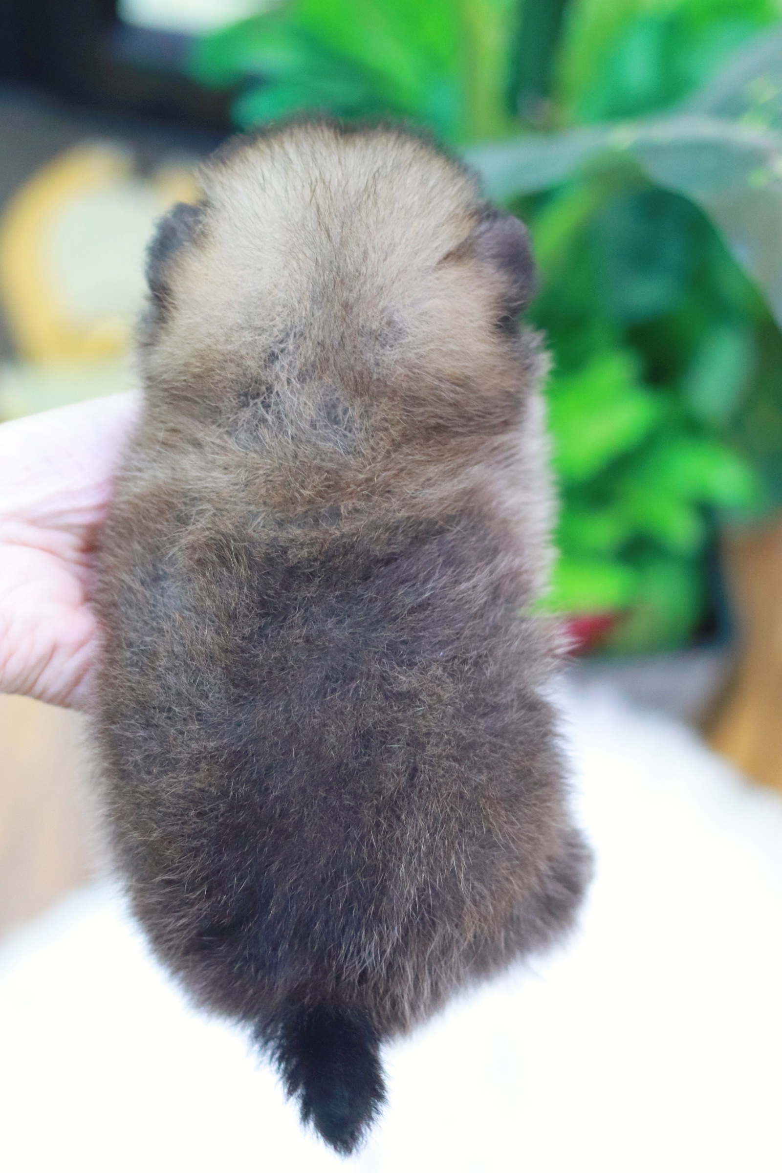 ปอมเมอเรเนียน เพศเมียสีส้ม ทีคัพ