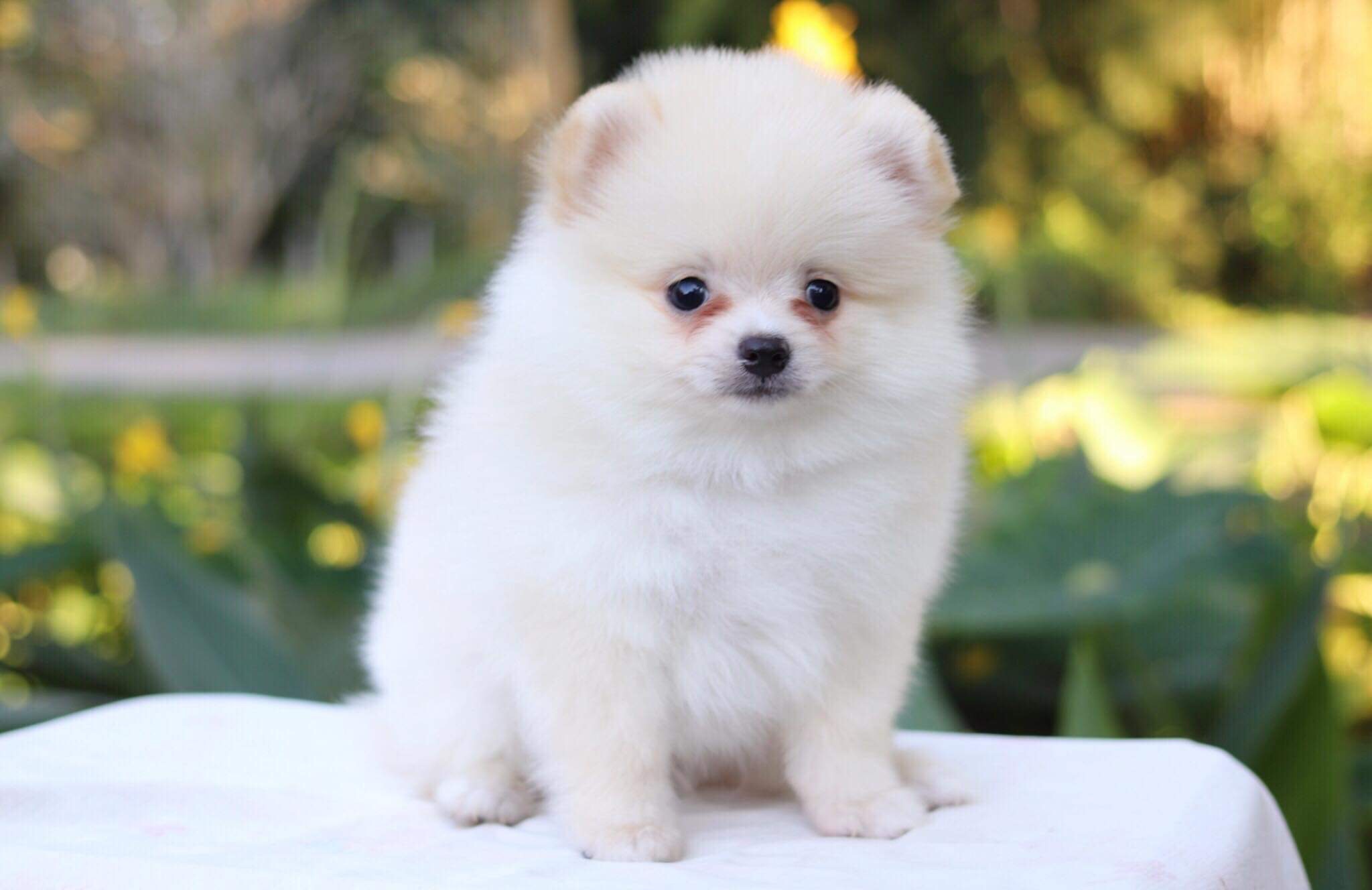 ปอมเมอเรเนียน เพศผู้