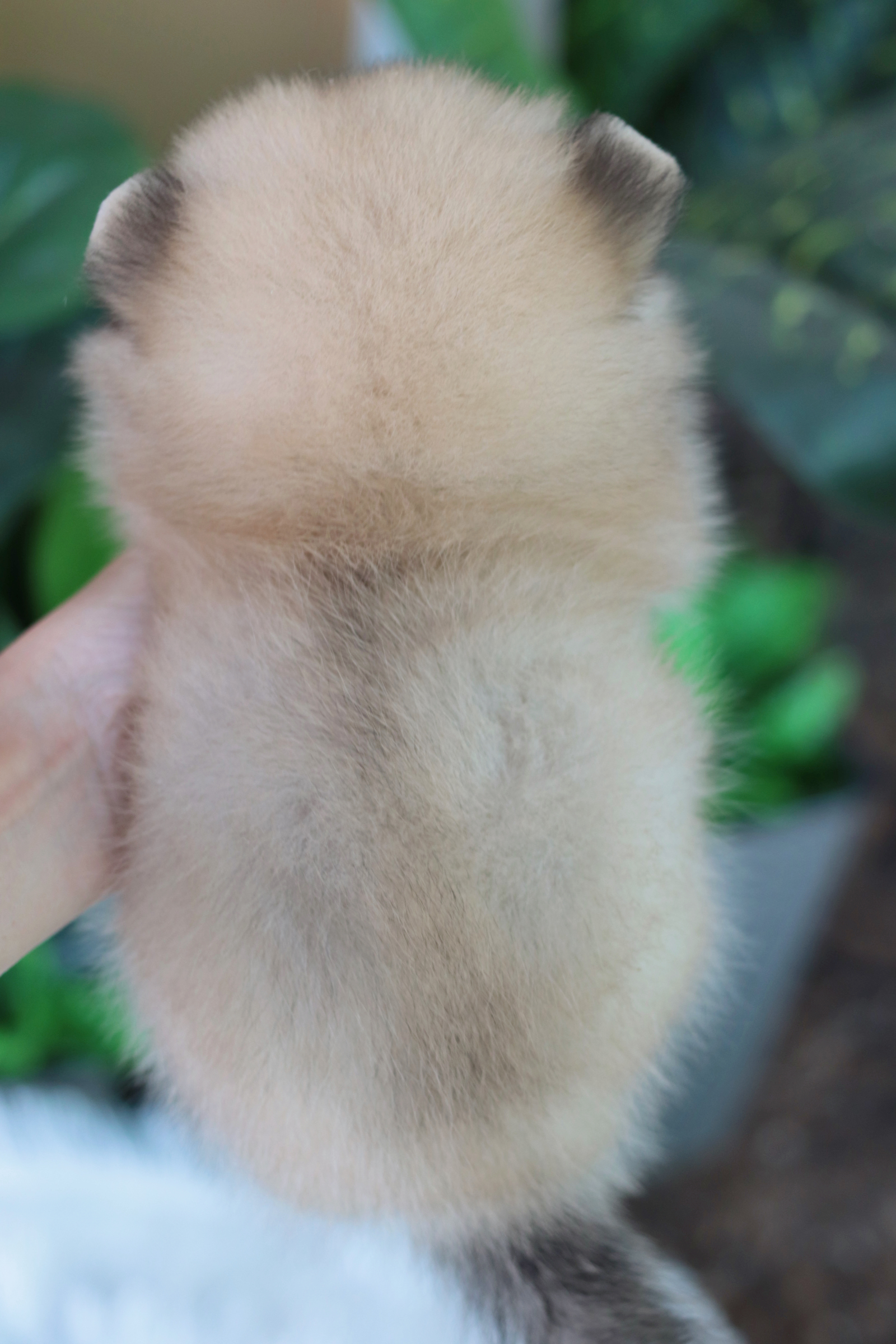 ปอมเมอเรเนียน เพศผู้สีส้ม