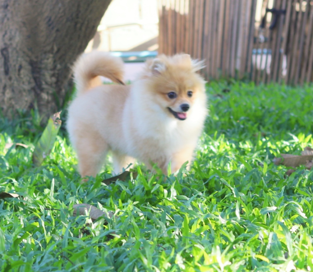 ปอมเมอเรเนียน เพศผู้ สีส้ม