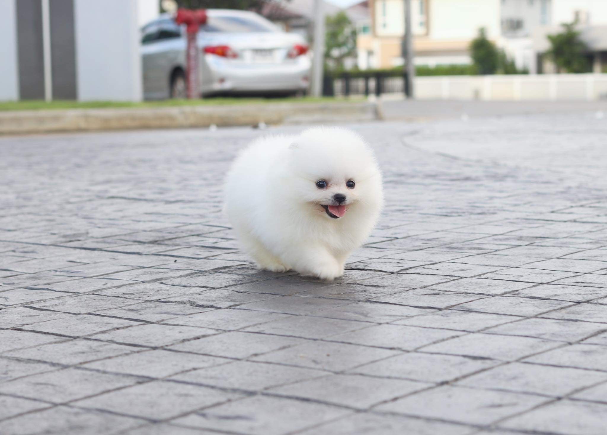 ปอมเมอเรเนียน เพศเมีย เกรดโชว์ สีขาวครีม