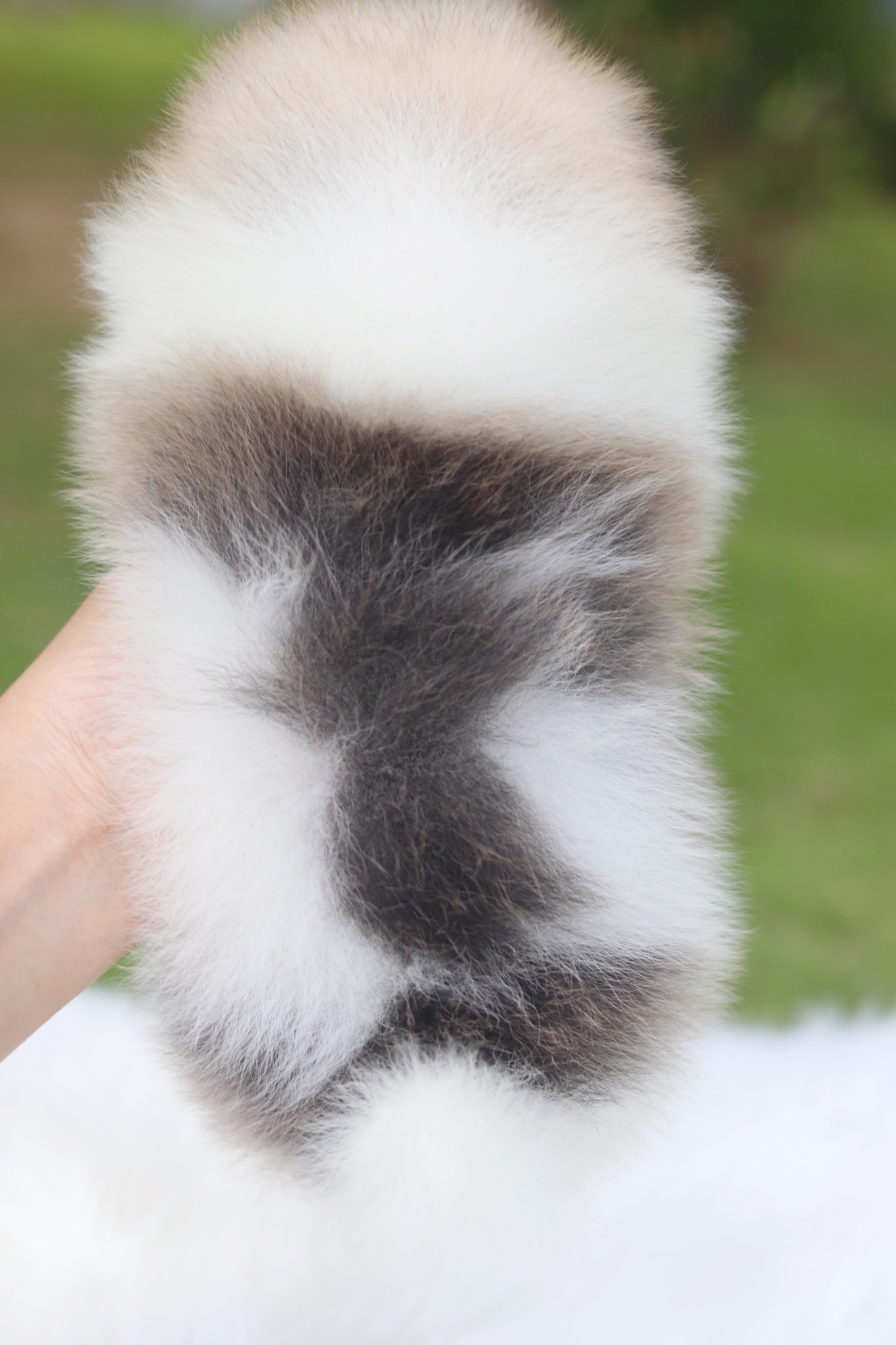 ปอมเมอเรเนียน เพศเมียสีแฟนซีเกรดโชว์