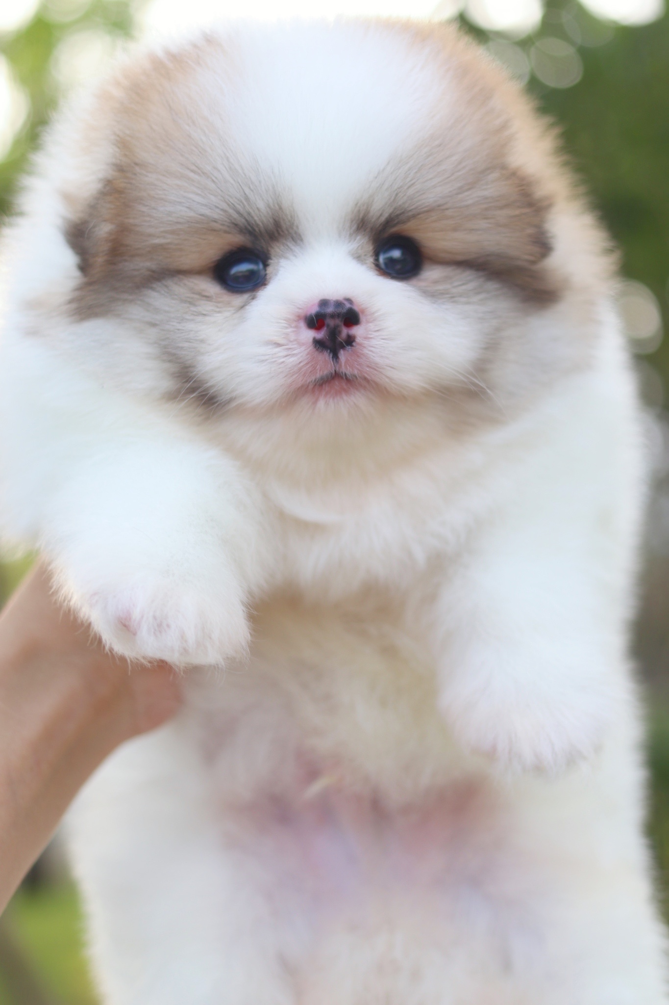 ปอมเมอเรเนียน เพศผู้สีแฟนซี