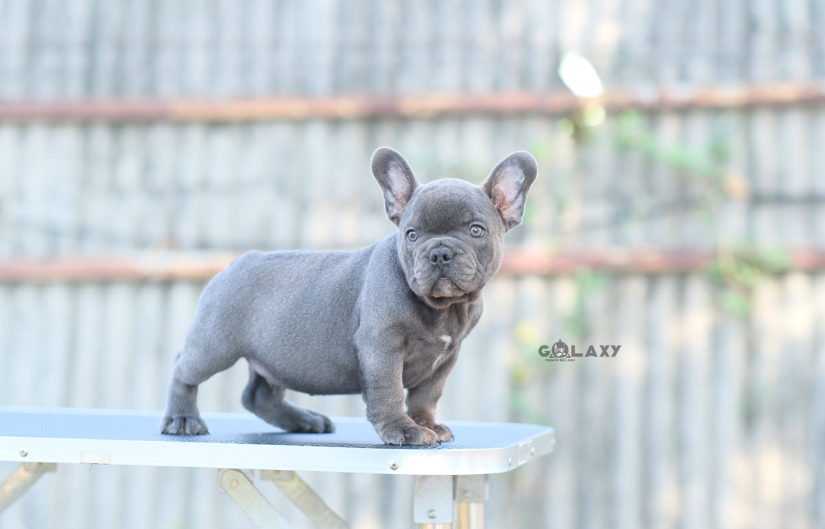 หนุ่มน้อยสีบลู หุ่นหมี น่ายับย่น น่าฟัดมากๆแถมอ้อนเก่ง วงสีตาชัด หน้าสั้นสวย , ได้รับการฉีดวัคซีนรวมป้องกัน5โรค , ถ่ายพยาธิตามกำหนด ก่อนการส่งมอบ , มีบริการส่งน้องต่างจังหวัด , สุนัขร่างกายสมบูรณ์แข็งแรง สุขภาพจิตดีทุกตัว 092-991-8888