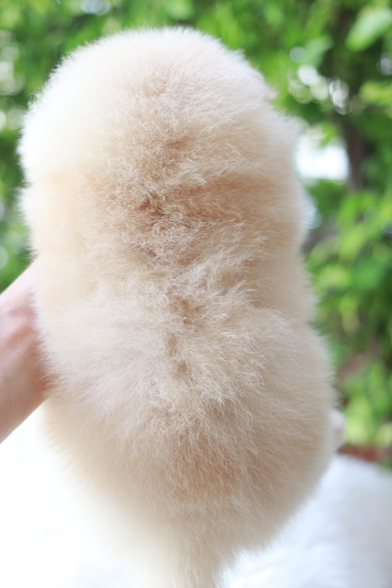 ปอมเมอเรเนียน เพศเมีย สีขาวครีม