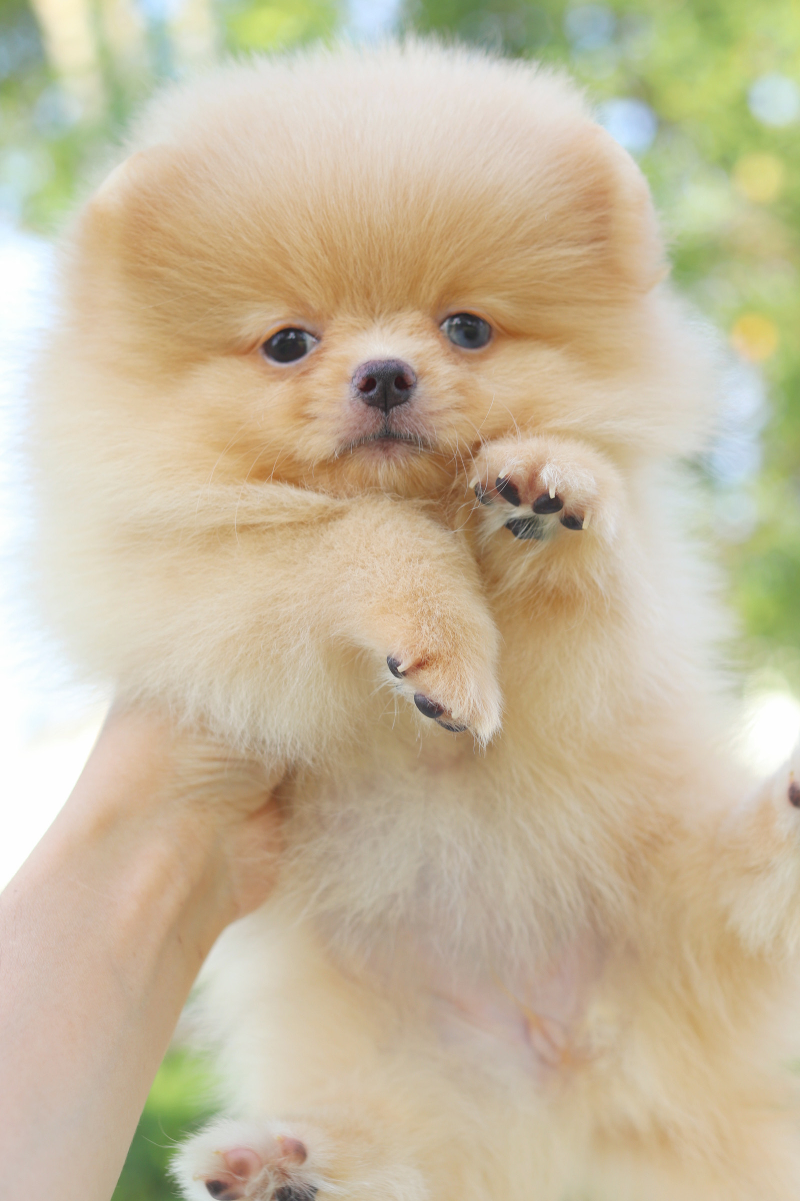 ปอมเมอเรเนียน เพศเมียสีครีม