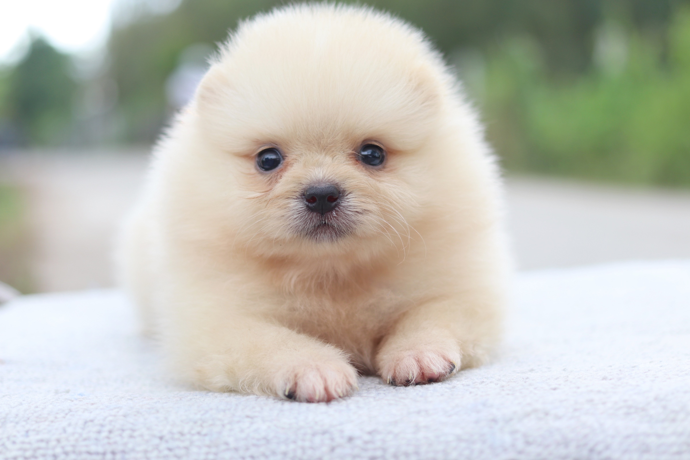 ปอมเมอเรเนียน เพศเมียสีครีม