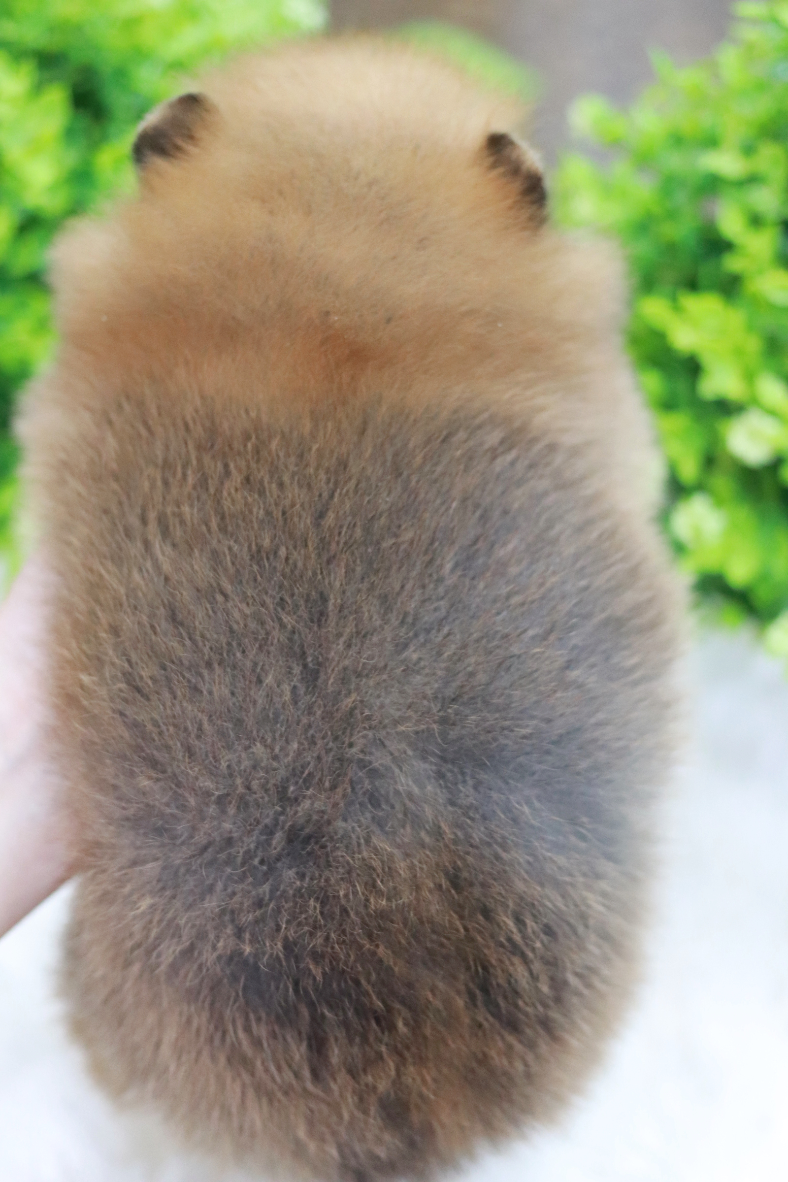 ปอมเมอเรเนียน เพศผู้