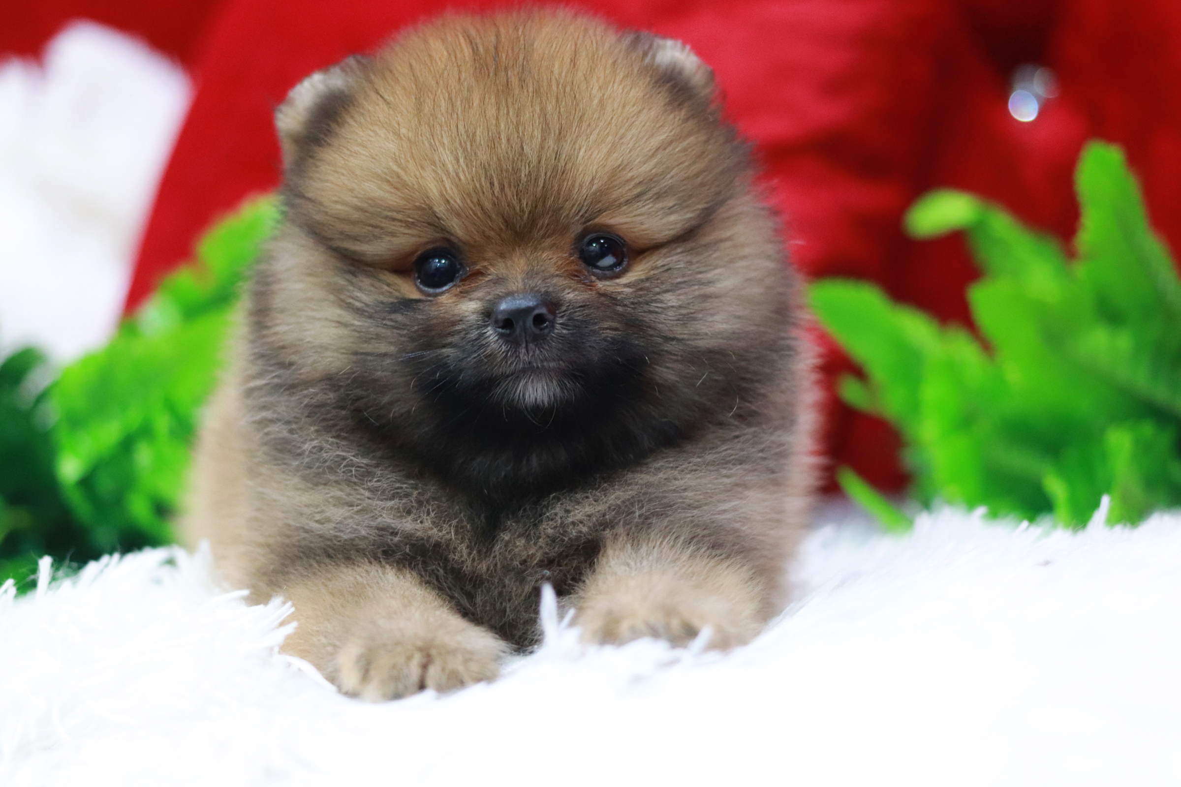 ปอมเมอเรเนียน เพศเมียสีส้มหน้าฟ็อก