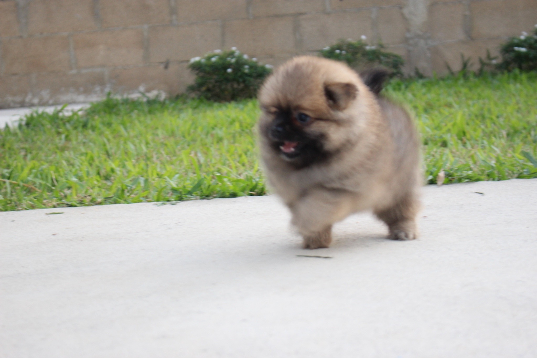 ปอมเมอเรเนียน เพศผู้ สีส้ม ขนแน่น