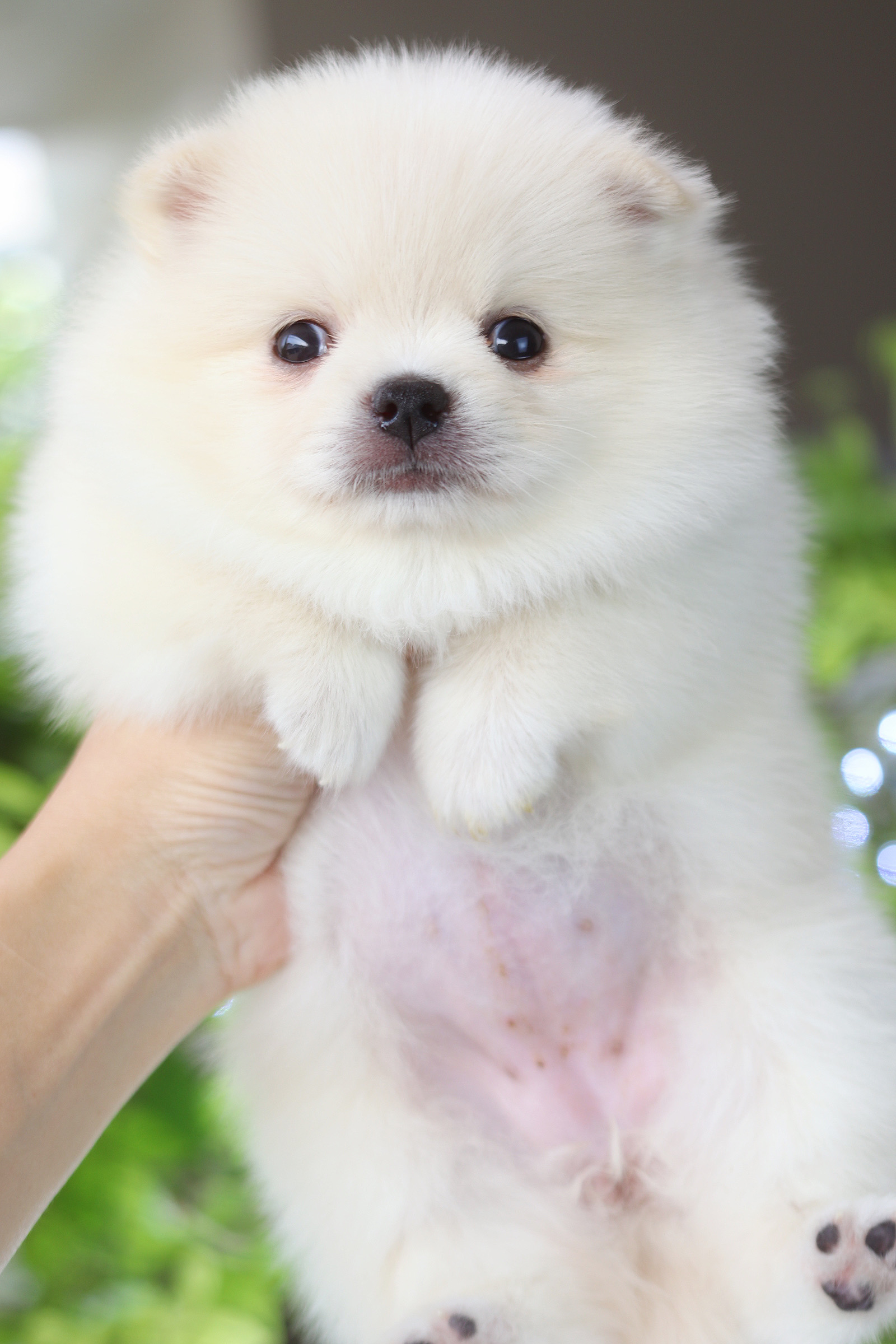 ปอมเมอเรเนียน เพศเมียสีขาวครีม