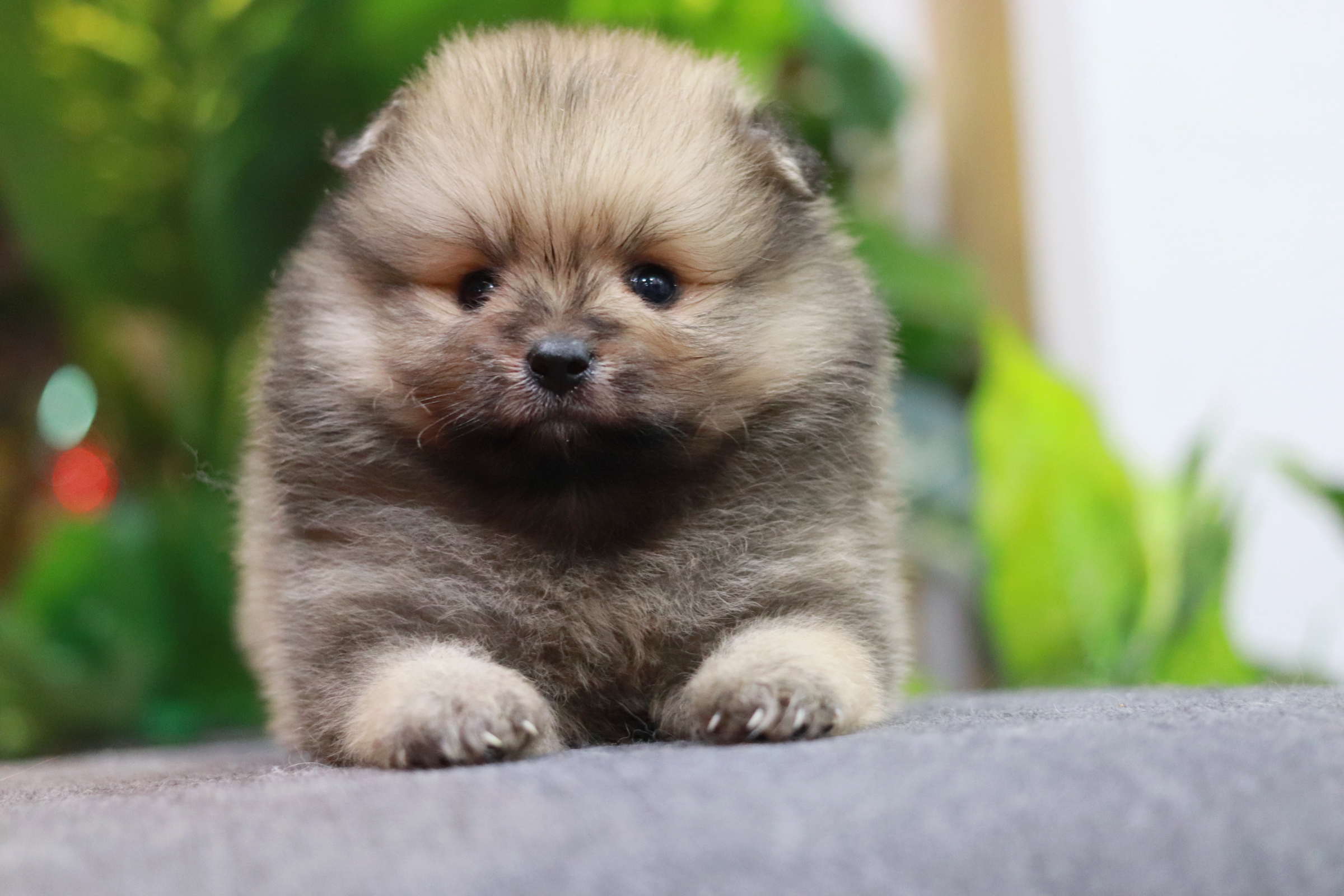 ปอมเมอเรเนียน เพศผู้