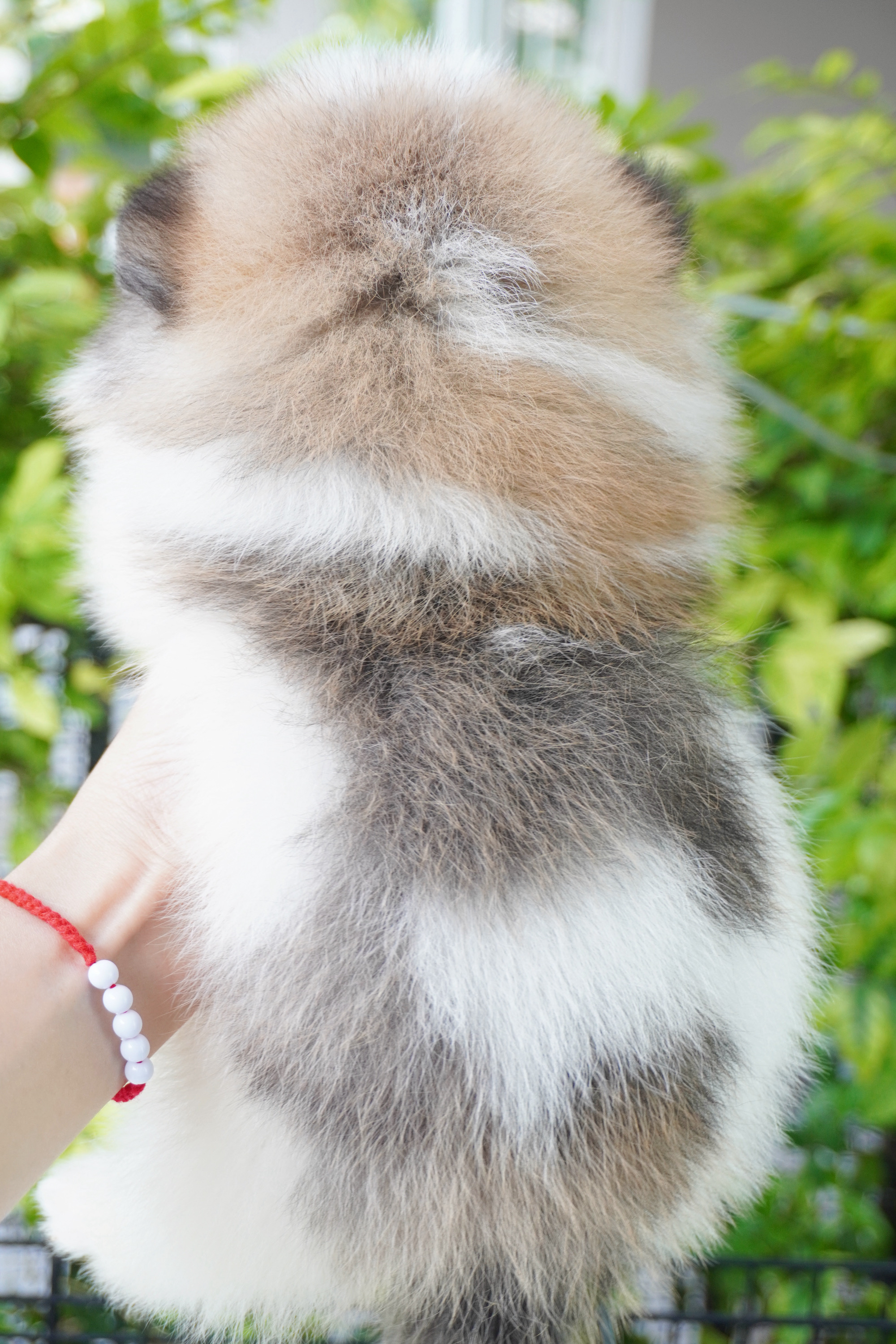 ปอมเมอเรเนียน เพศเมียสีแฟนซี