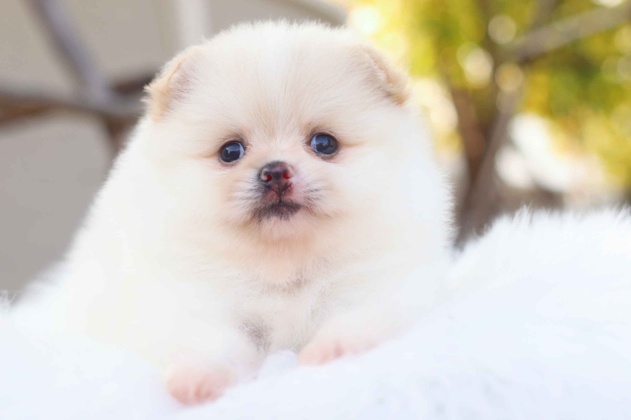 ปอมเมอเรเนียน เพศเมียสีขาวครีม