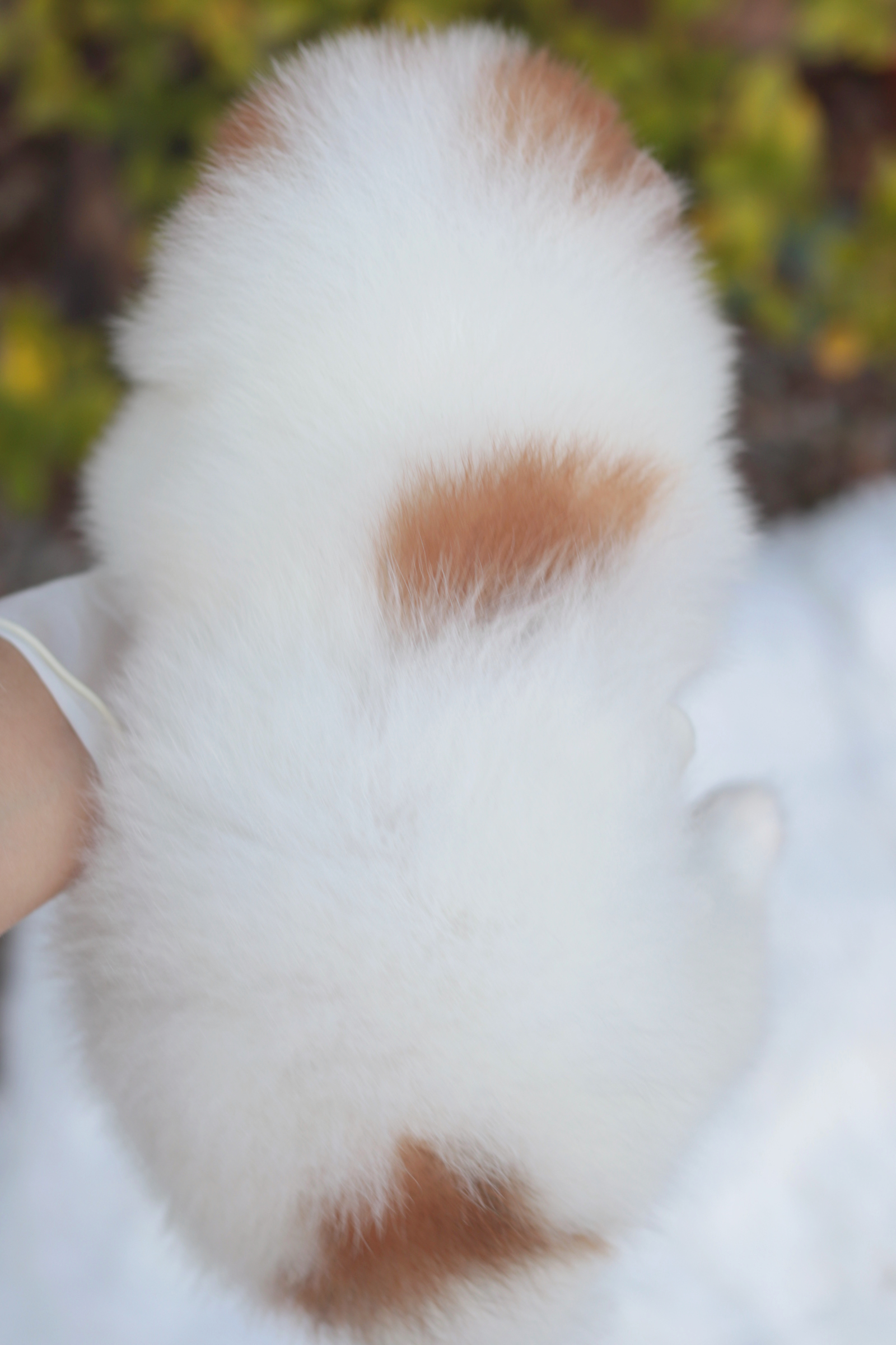 ปอมเมอเรเนียน เพศเมีย แฟนซี