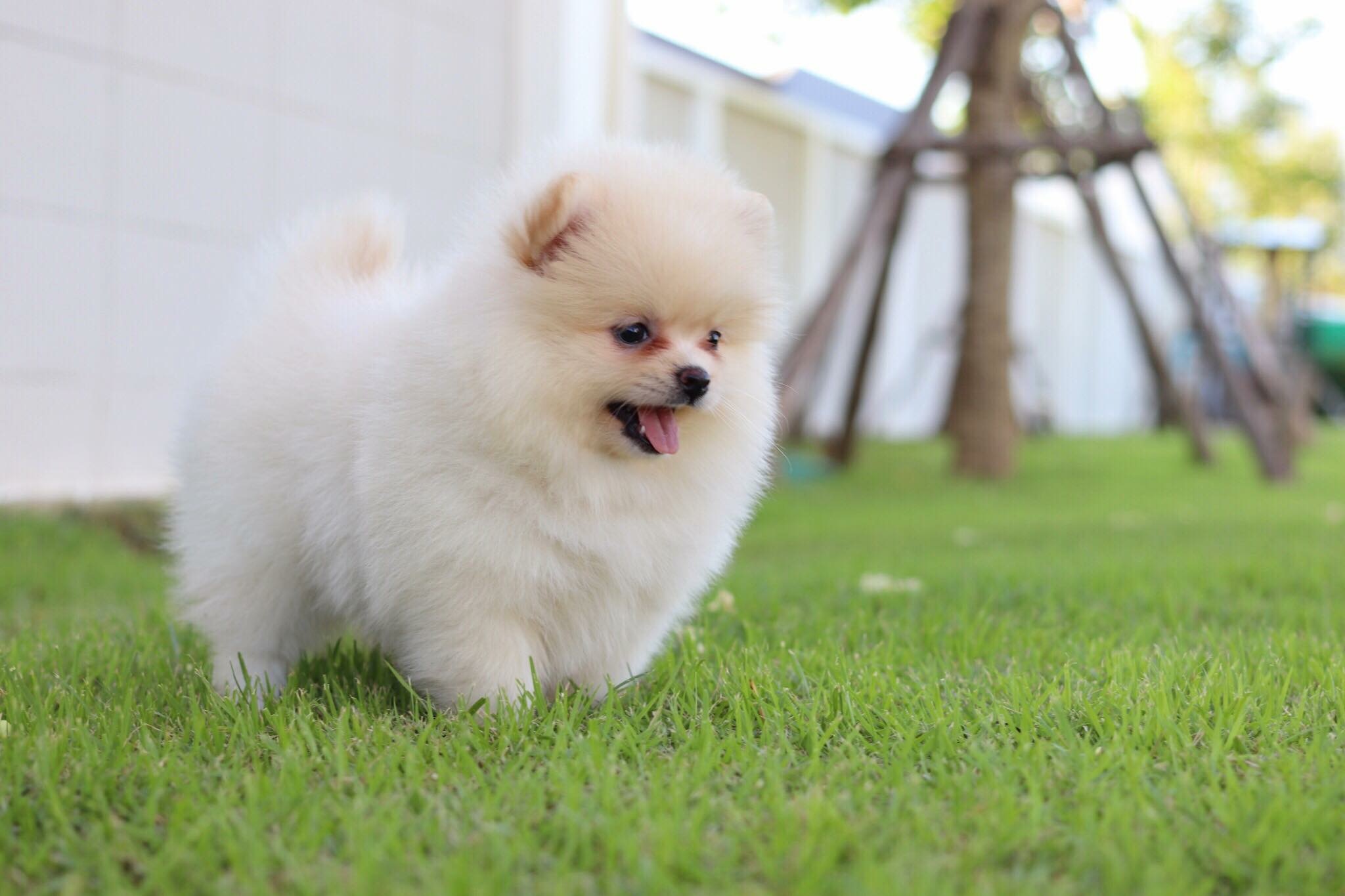 ปอมเมอเรเนียน เพศเมีย