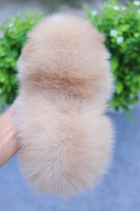 ปอมเมอเรเนียน เพศเมีย