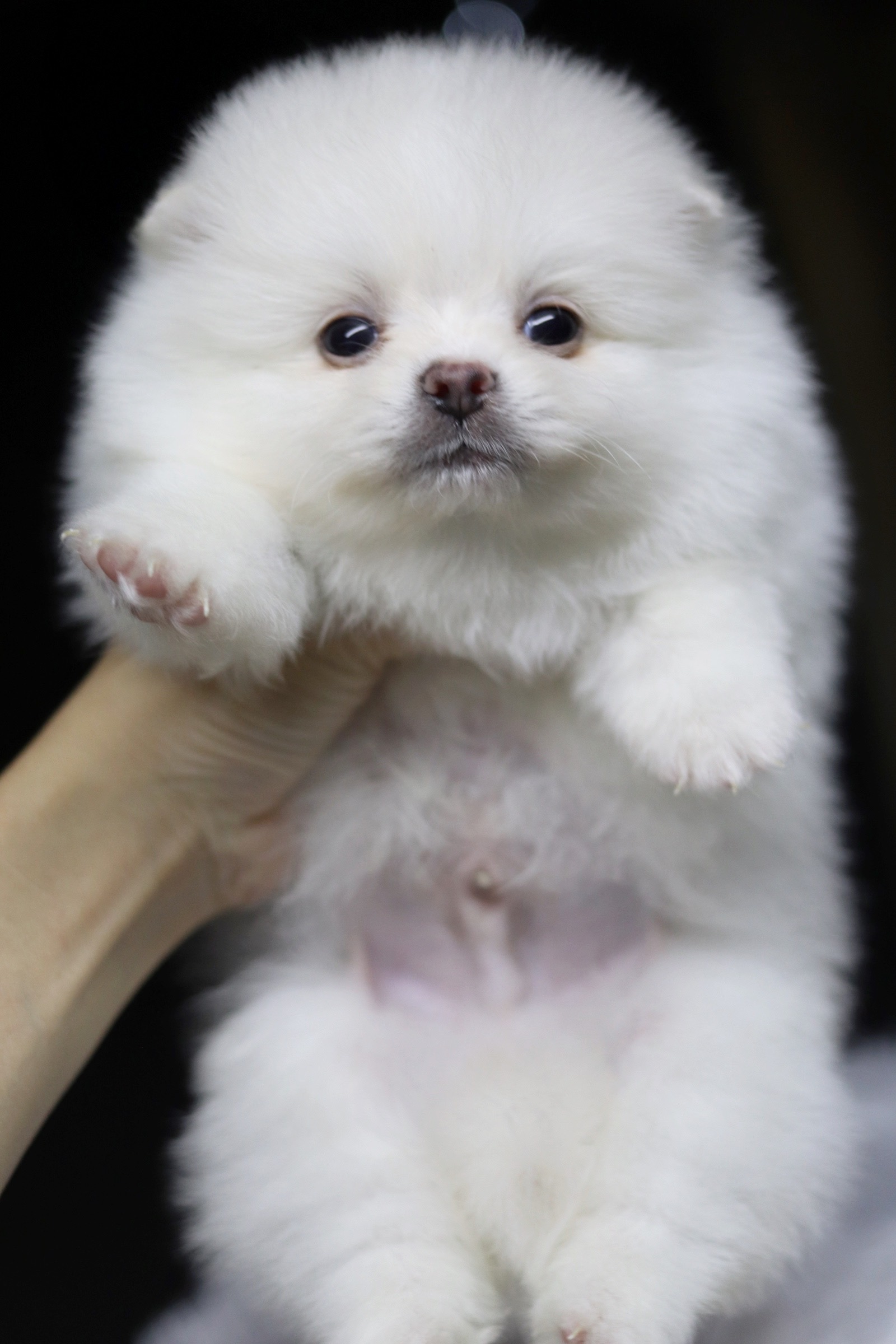 ปอมเมอเรเนียน เพศผู้ ขาวครีม