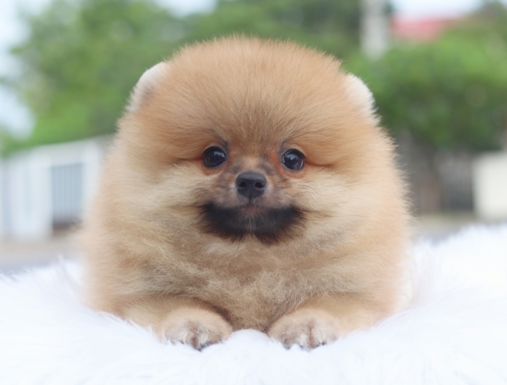 ปอมเมอเรเนียน เพศผู้สีส้ม