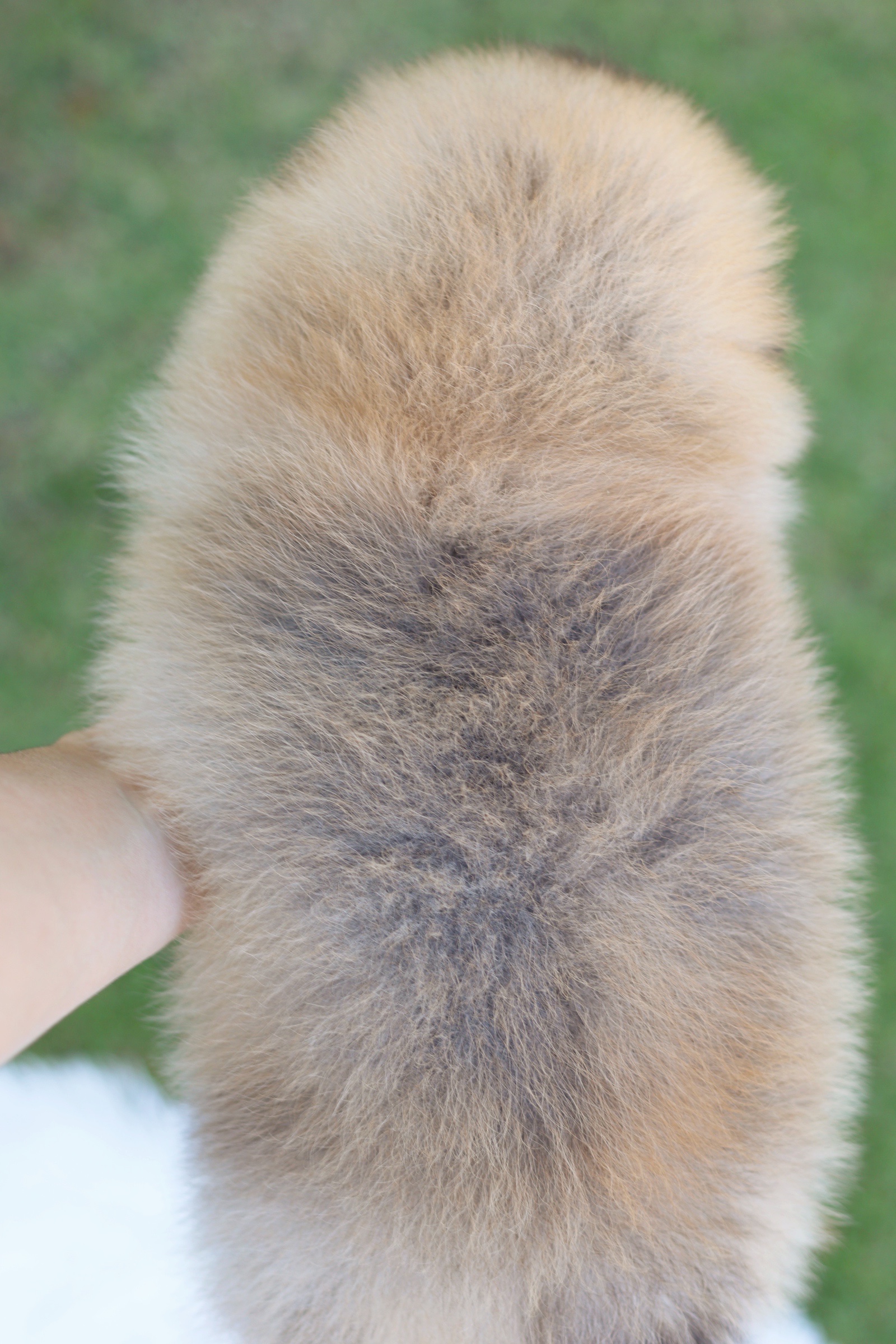 ปอมเมอเรเนียน เพศผู้ สีส้ม