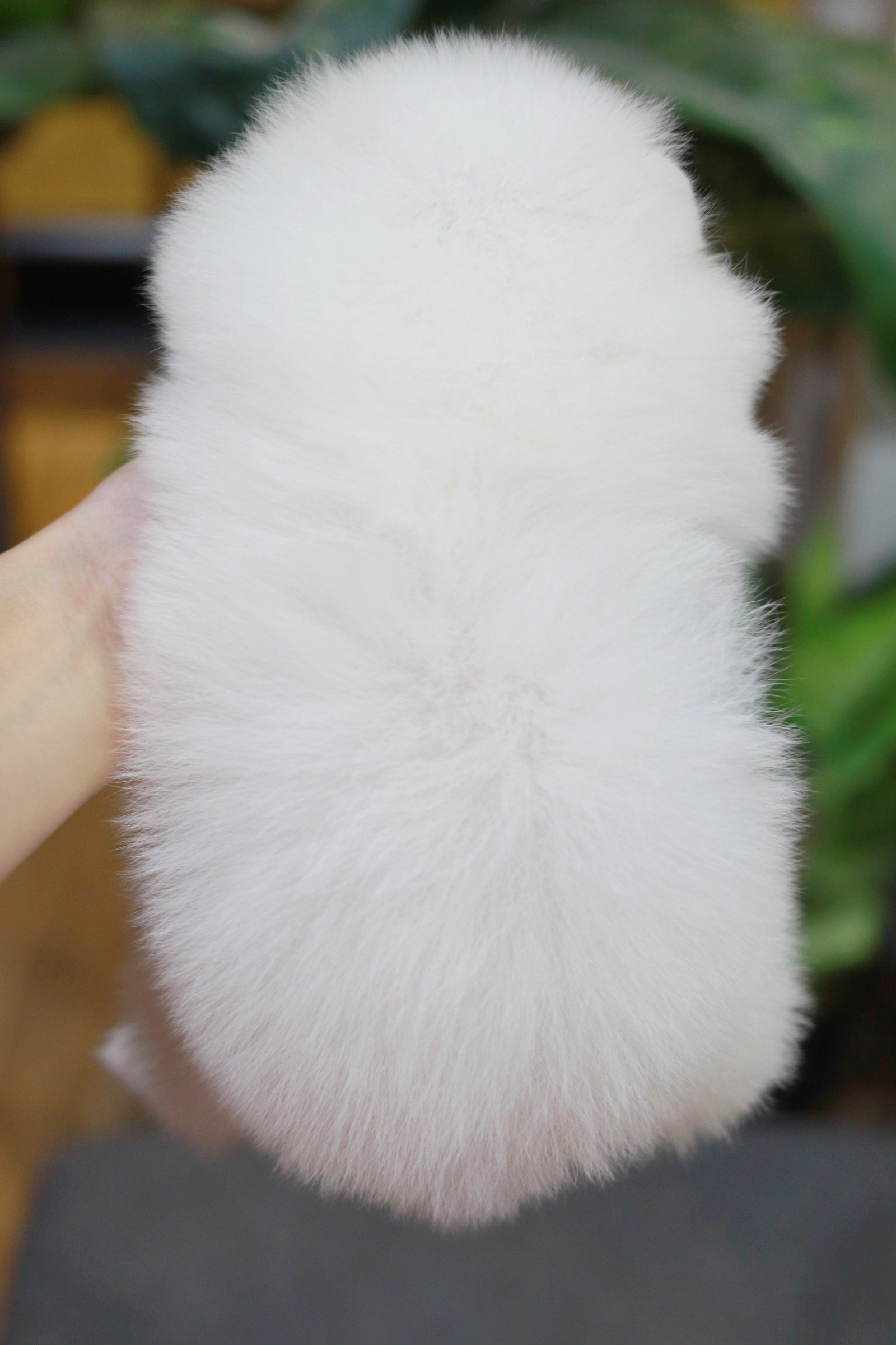 ปอมเมอเรเนียน เพศเมียสีขาว