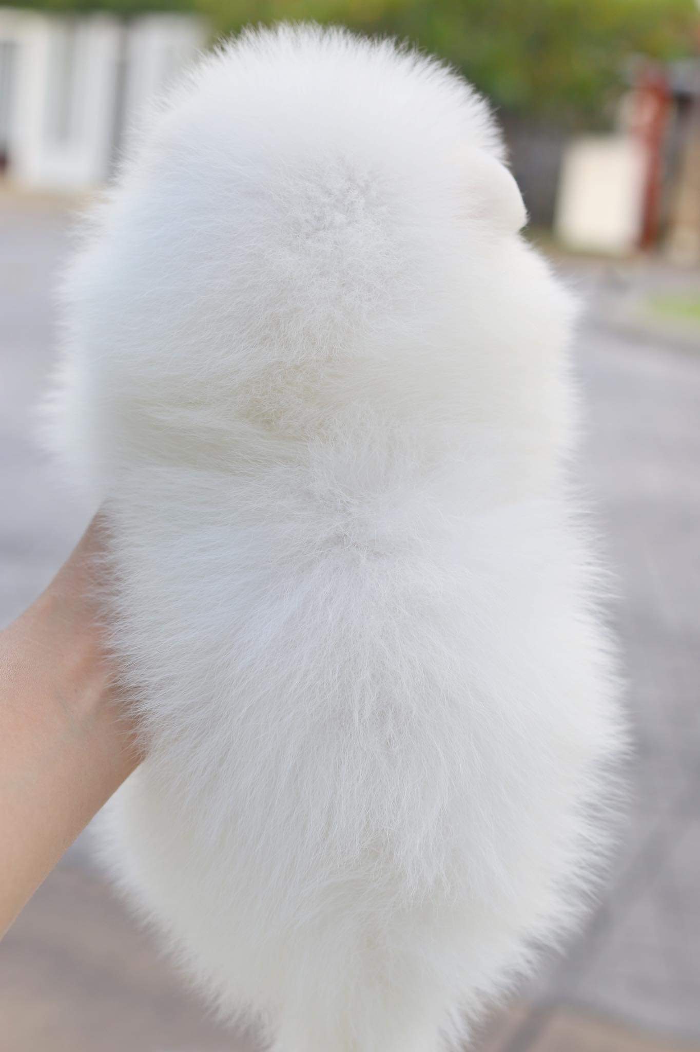 ปอมเมอเรเนียน เพศผู้ สีขาวครีม เกรดโชว์