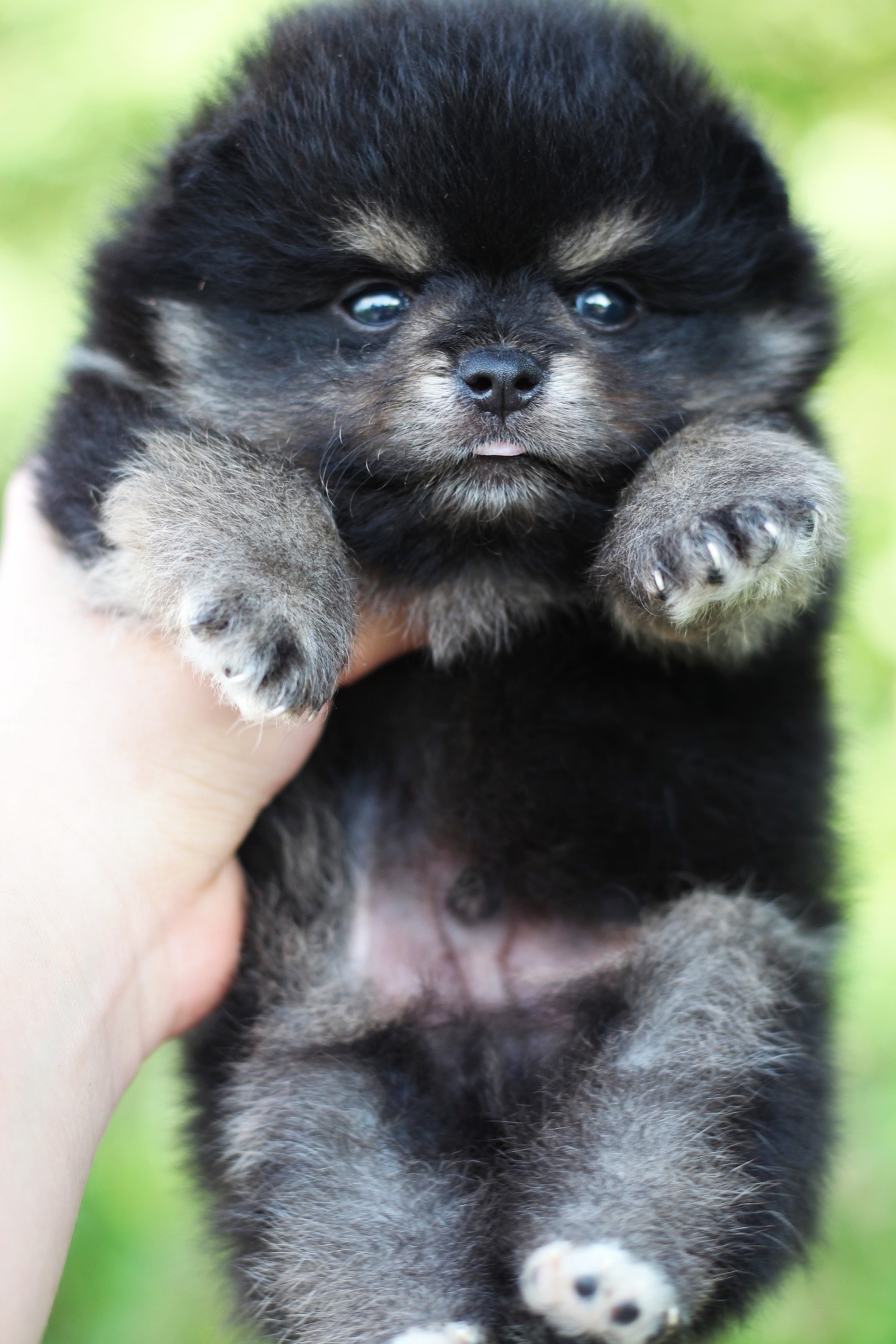 ปอมเมอเรเนียน เพศผู้แบล็คแทน