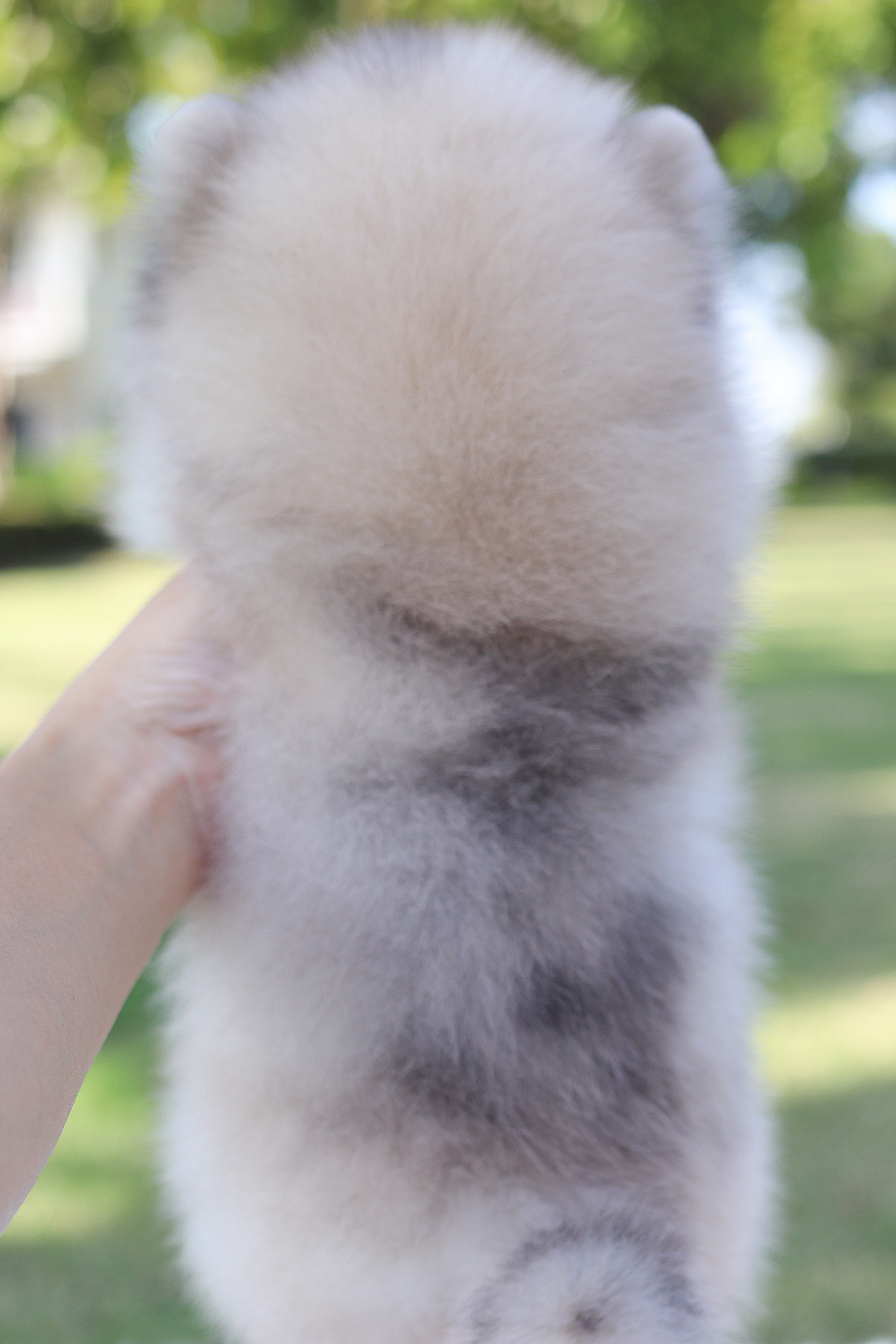 ปอมเมอเรเนียน เพศผู้ สีส้ม