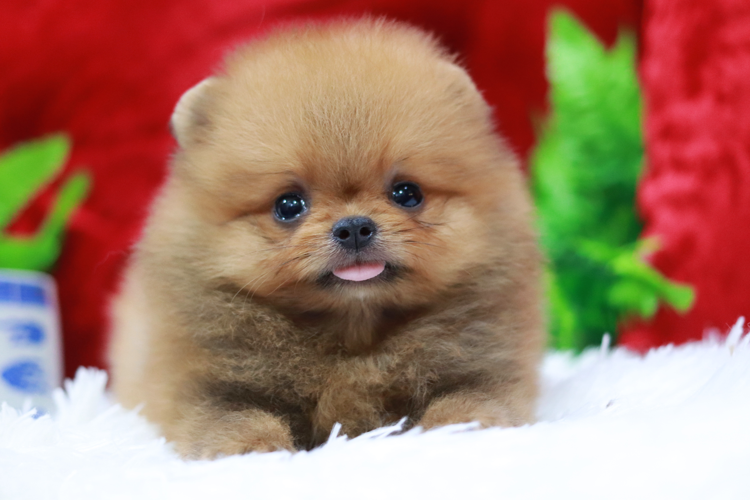 ปอมเมอเรเนียน เพศผู้ สีส้มทีคัพหน้าตุ๊กตา