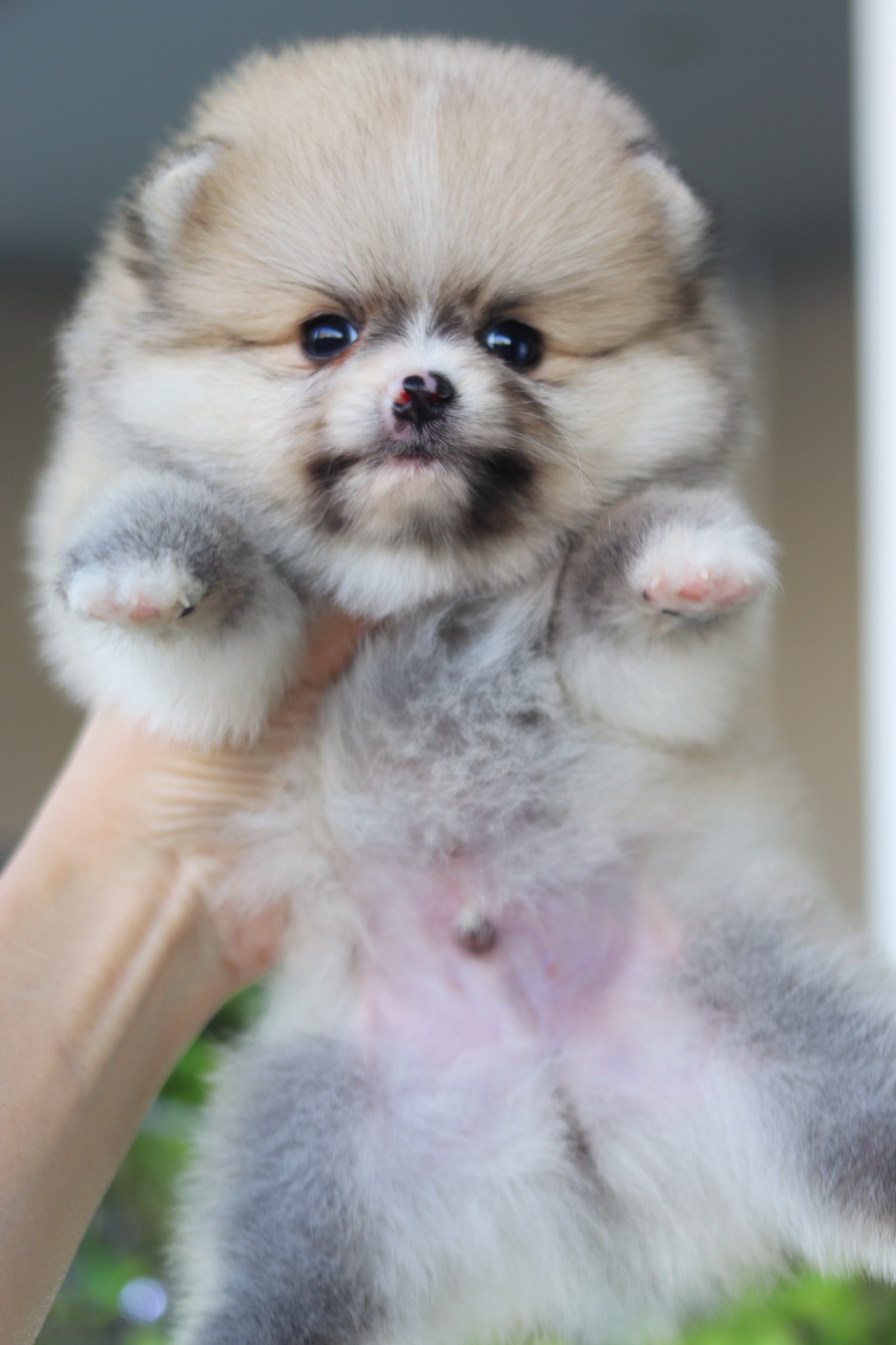 ปอมเมอเรเนียน เพศผู้สีส้ม เกรดโชว์