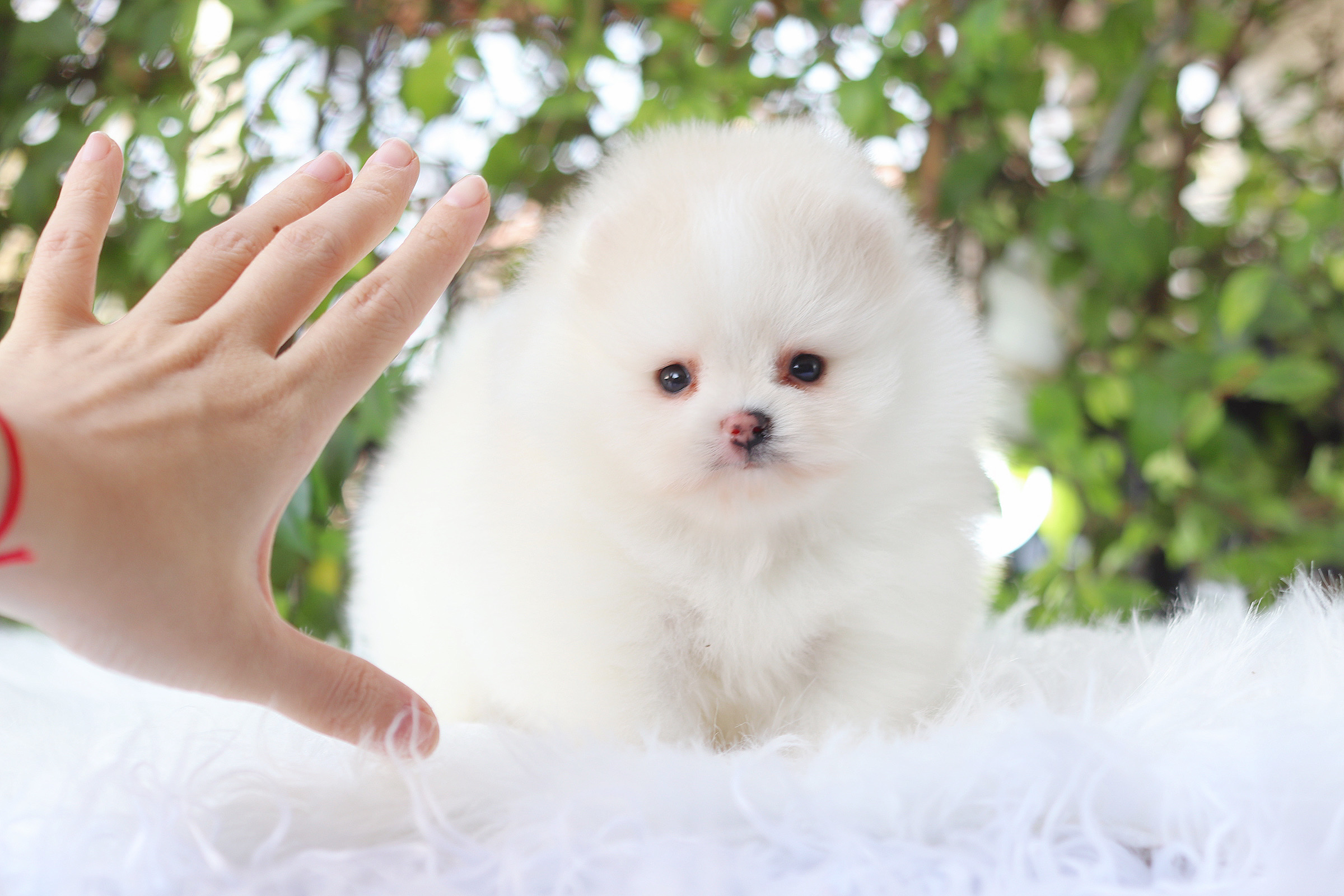 ปอมเมอเรเนียน เพศเมียสีขาวครีมลูกครึ่งเกาหลี เกรดโชว์