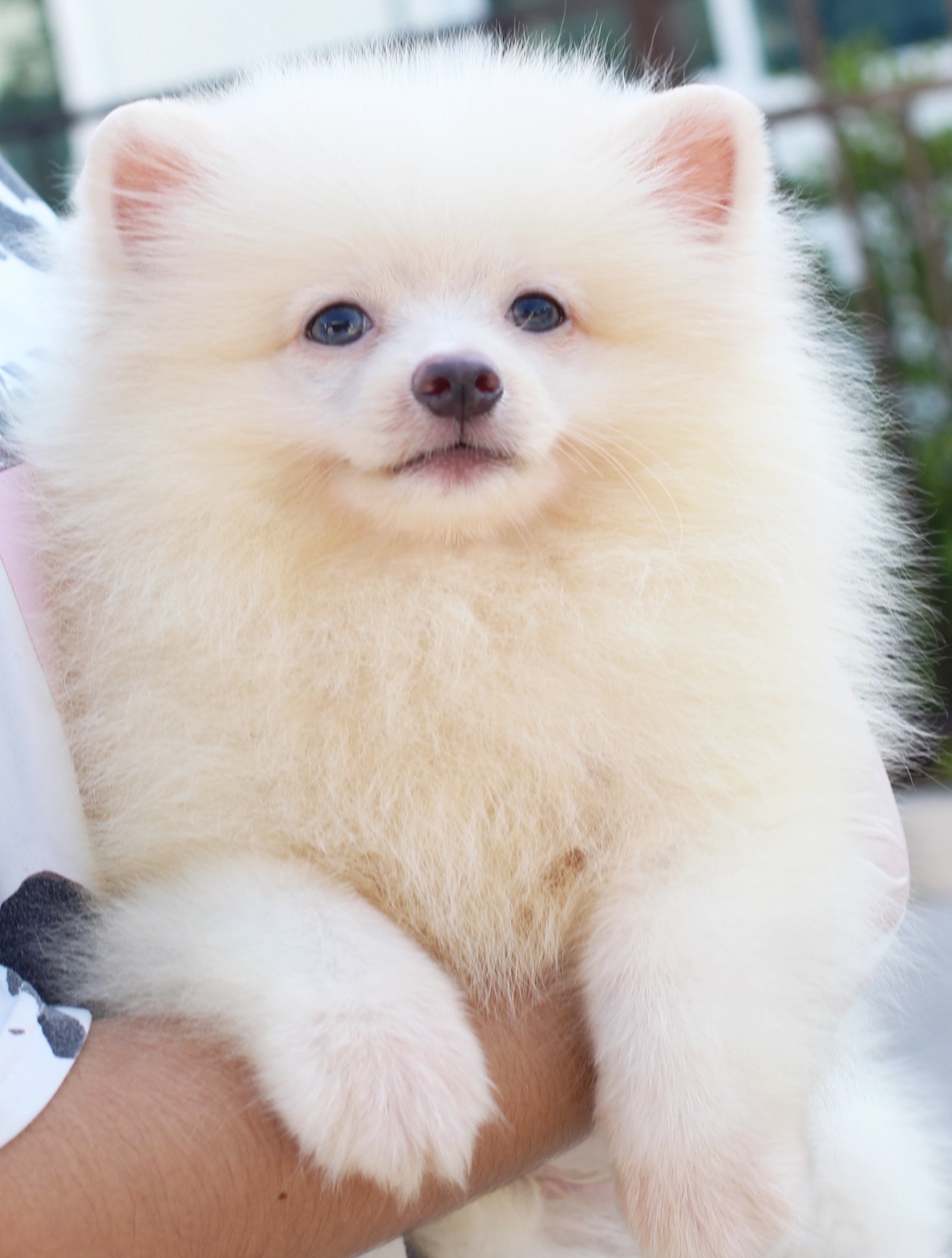 ปอมเมอเรเนียน เพศผู้ สีครีม