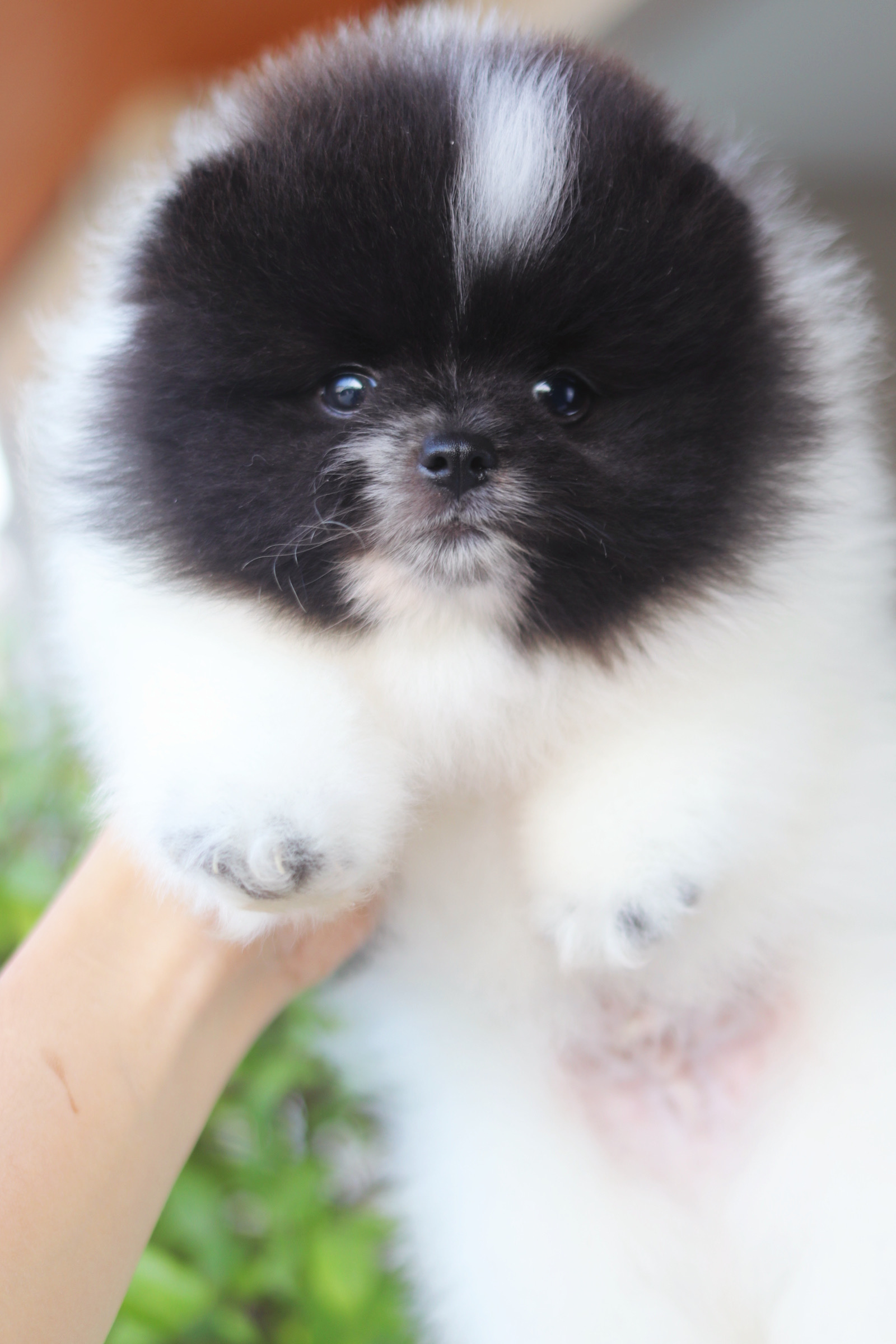 ปอมเมอเรเนียน เพศผู้ สีแฟนซี