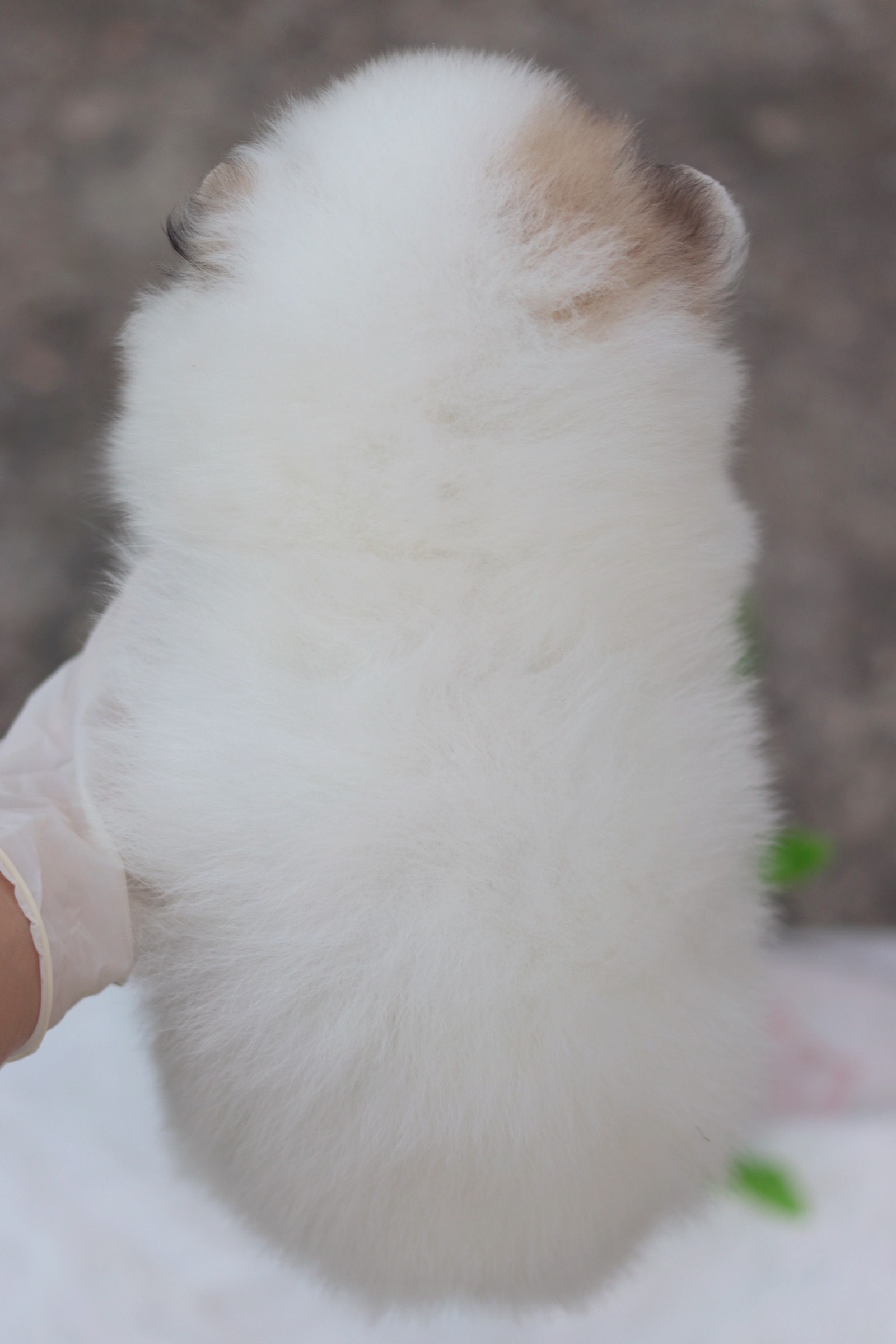 ปอมเมอเรเนียน เพศผู้ แฟนซี