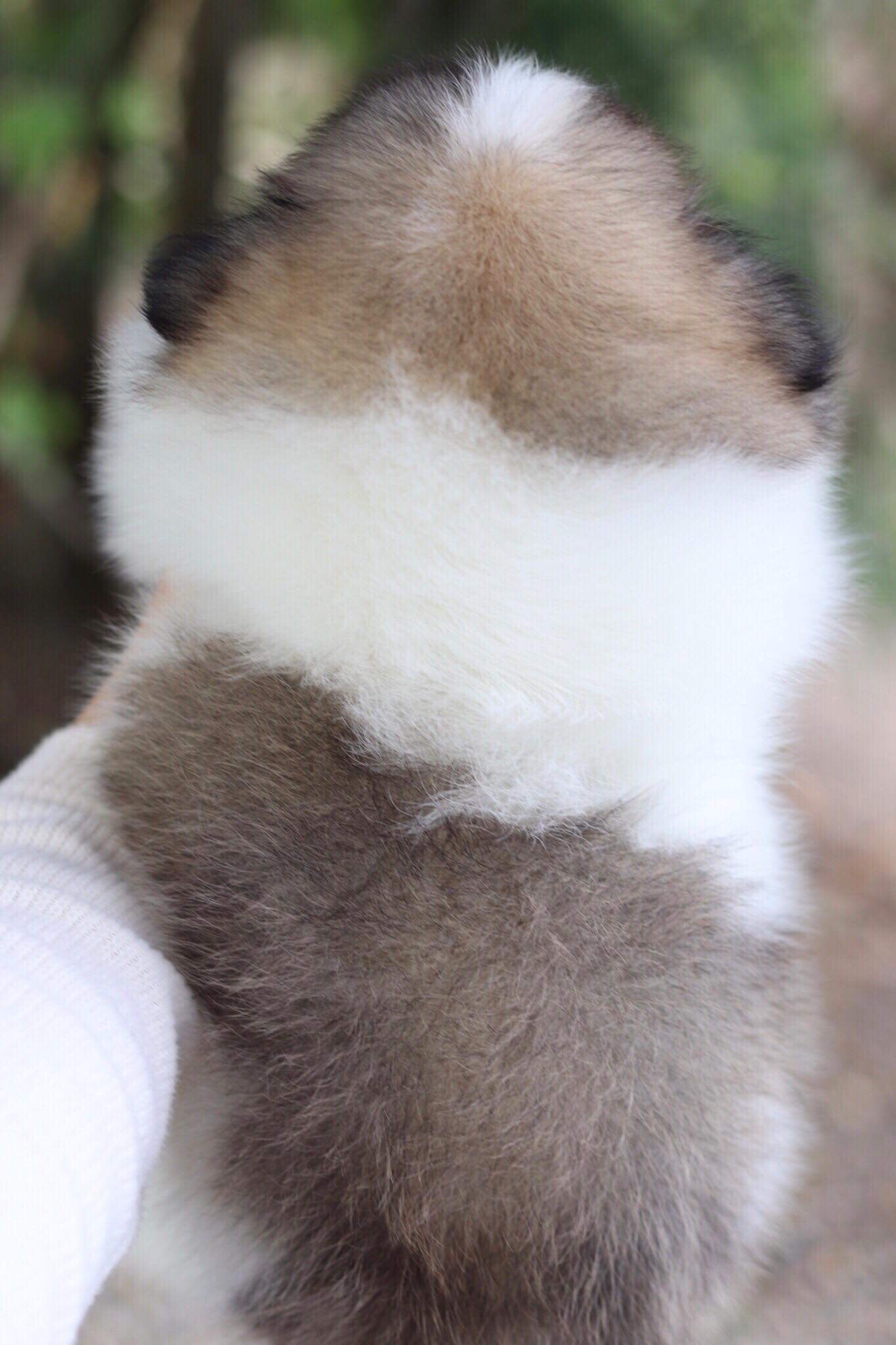 ปอมเมอเรเนียน เพศผู้