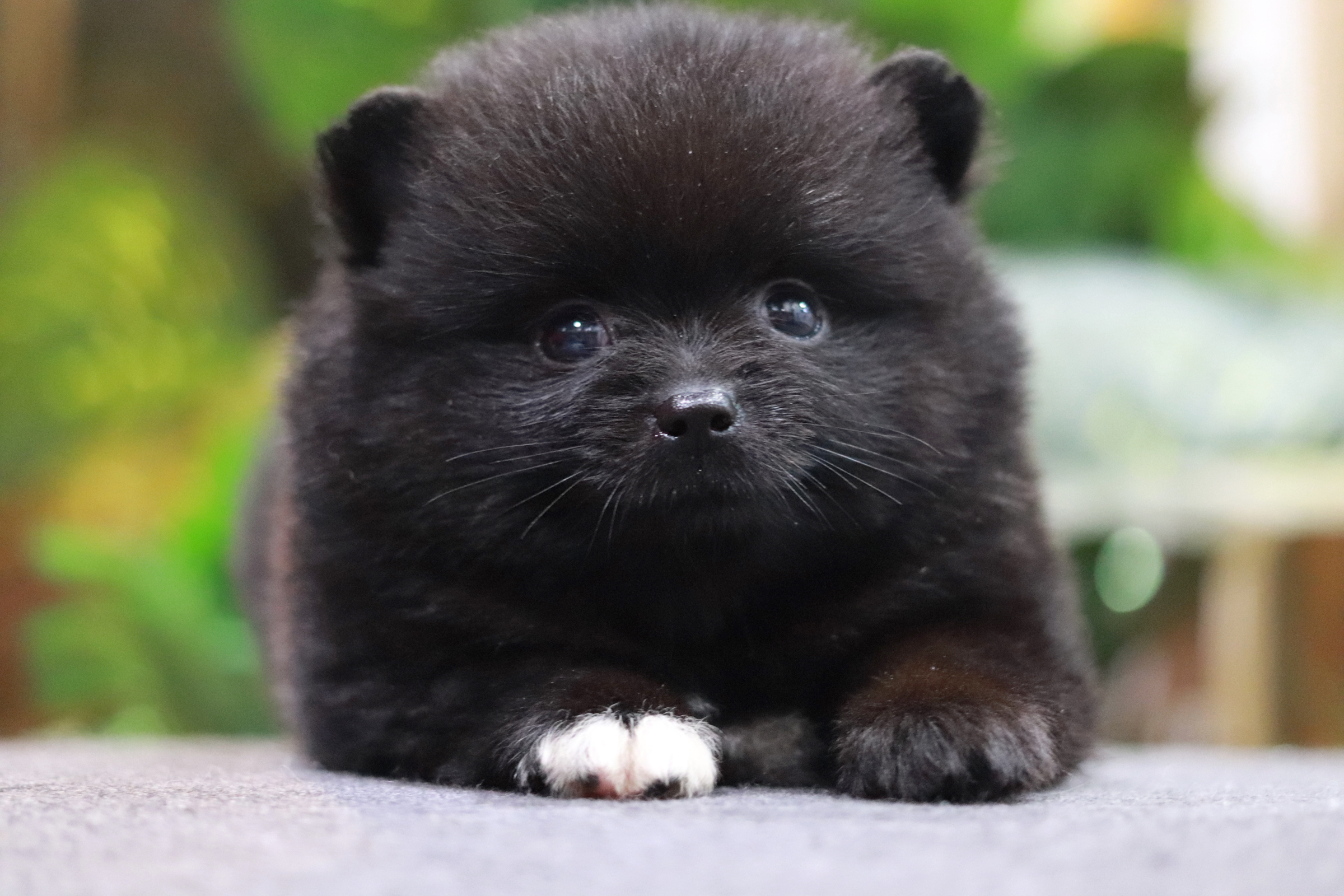 ปอมเมอเรเนียน เพศเมีย