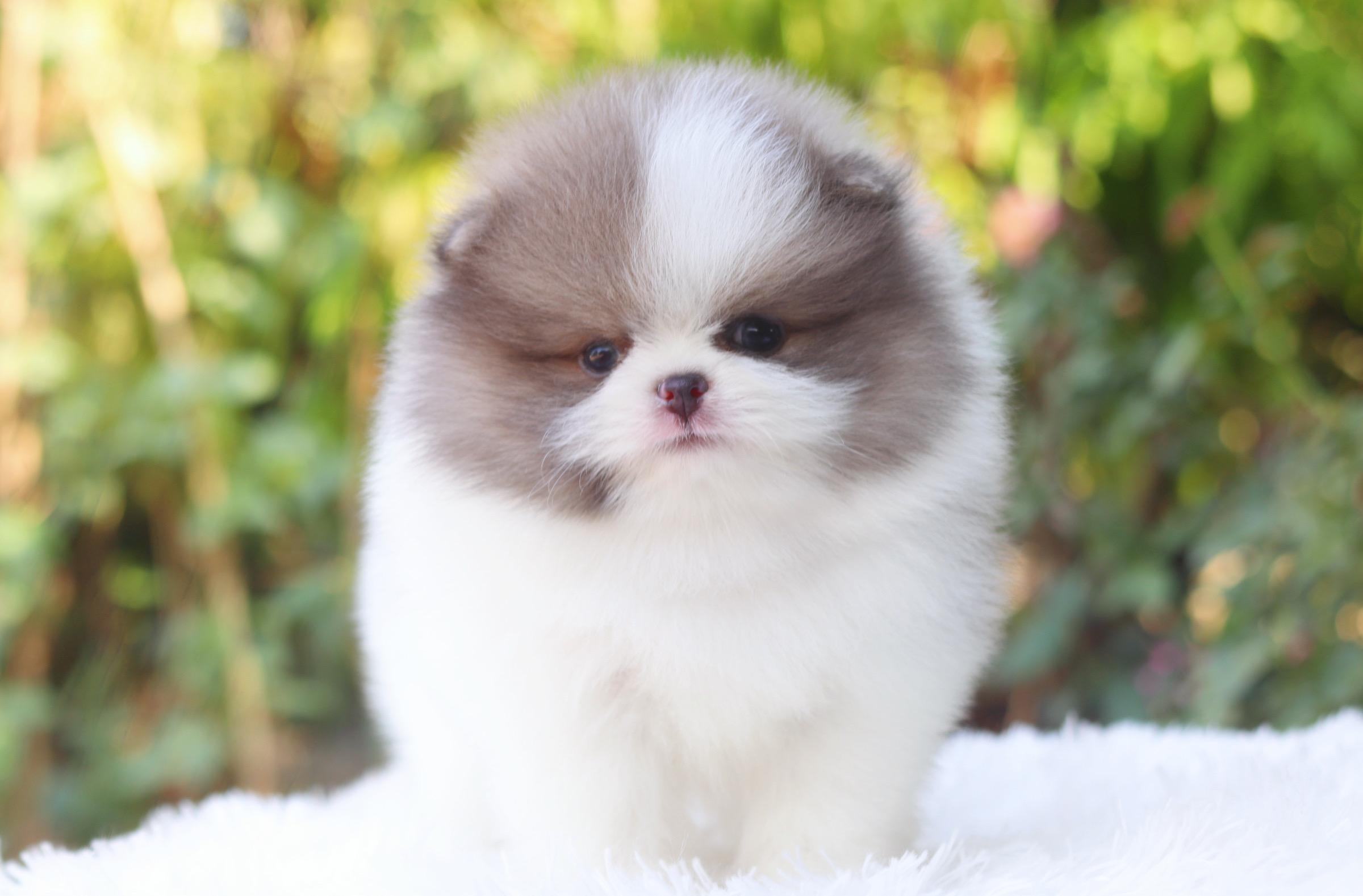 ปอมเมอเรเนียน เพศผู้ สีแฟนซี เกรดโชว์