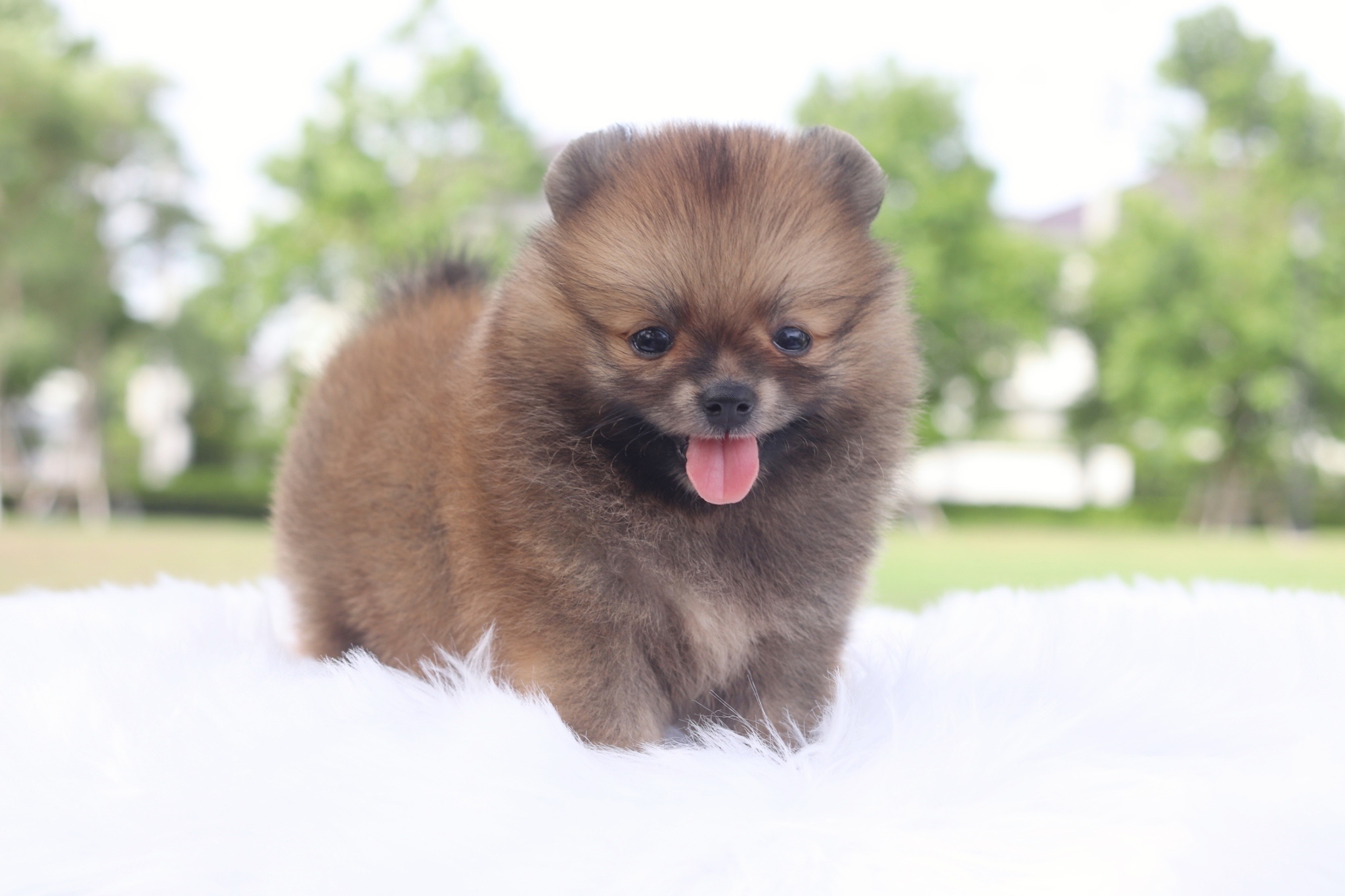 ปอมเมอเรเนียน เพศเมียสีส้ม