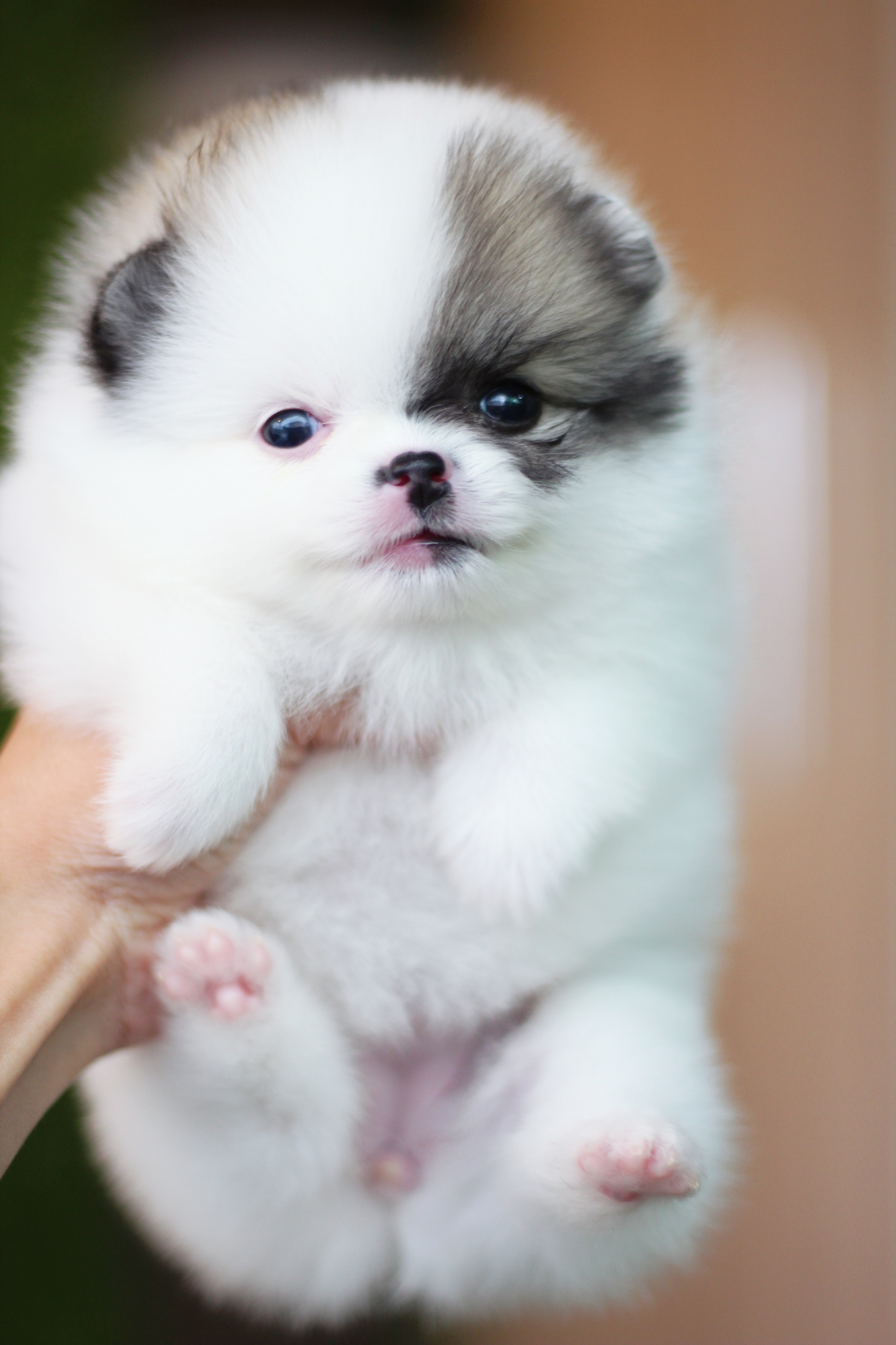 ปอมเมอเรเนียน เพศเมีย แฟนซี